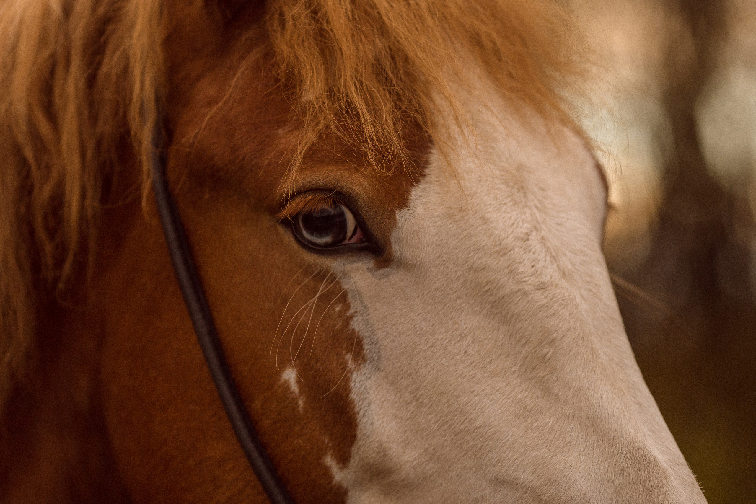 Фото жеребенка на продажу