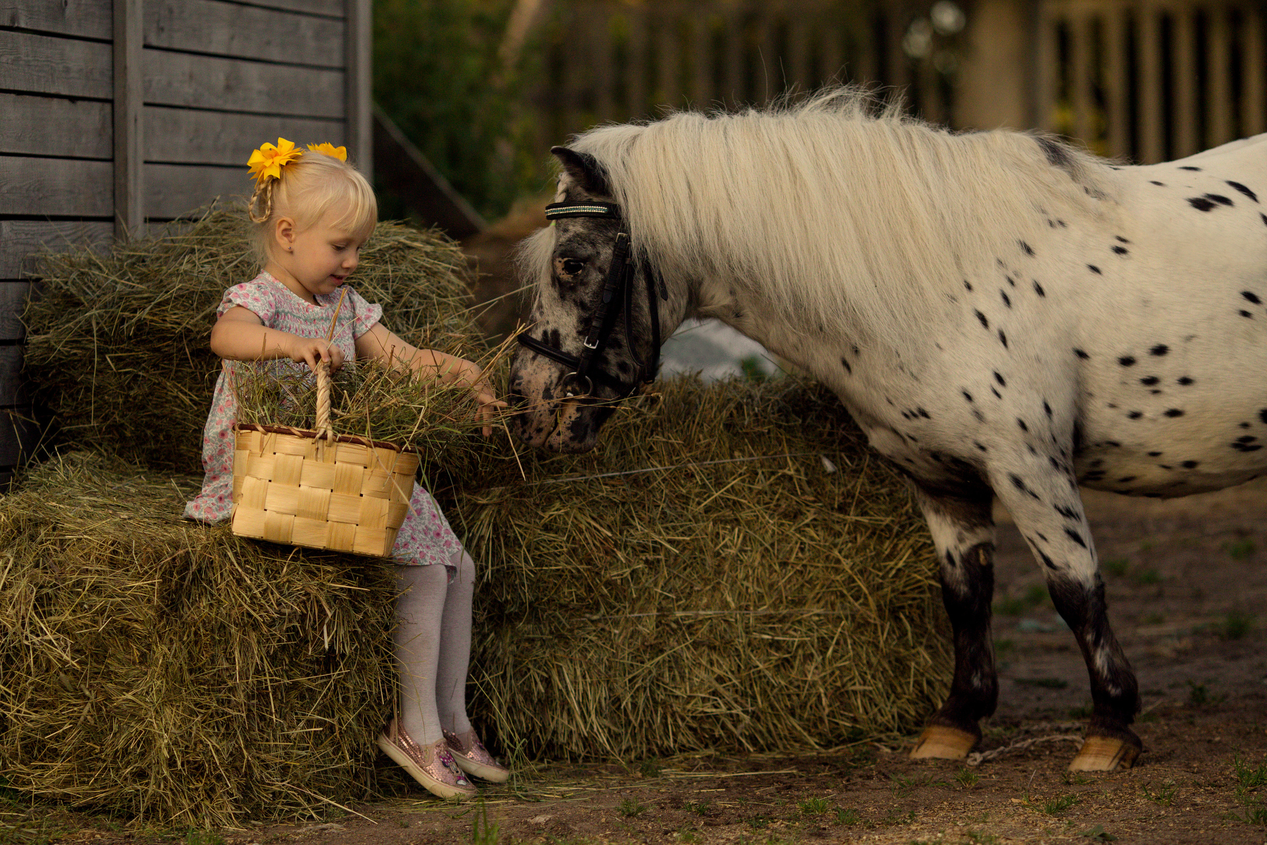Фотосессия для ребенка 3 лет с пони