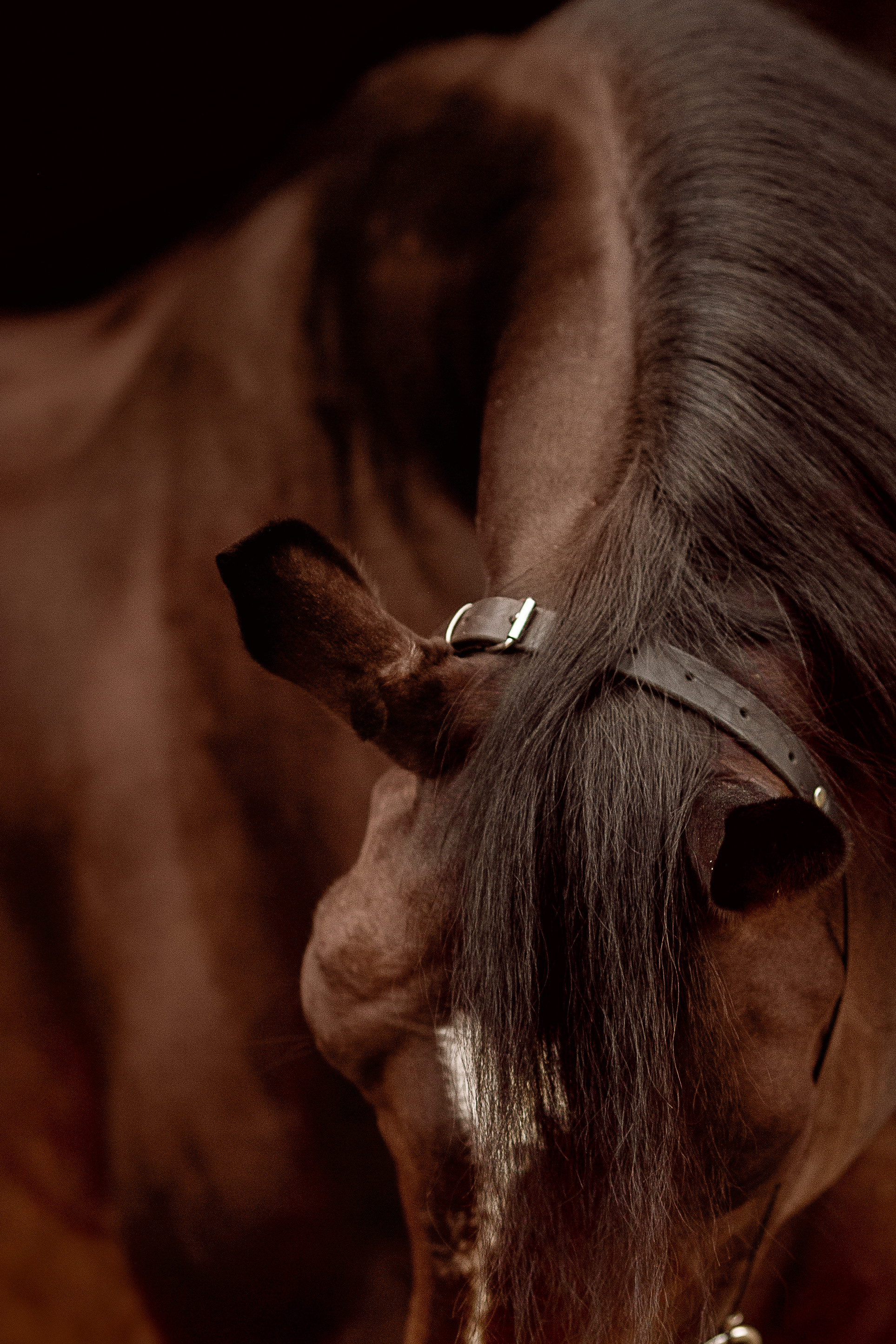 Фото лошади на черном фоне
