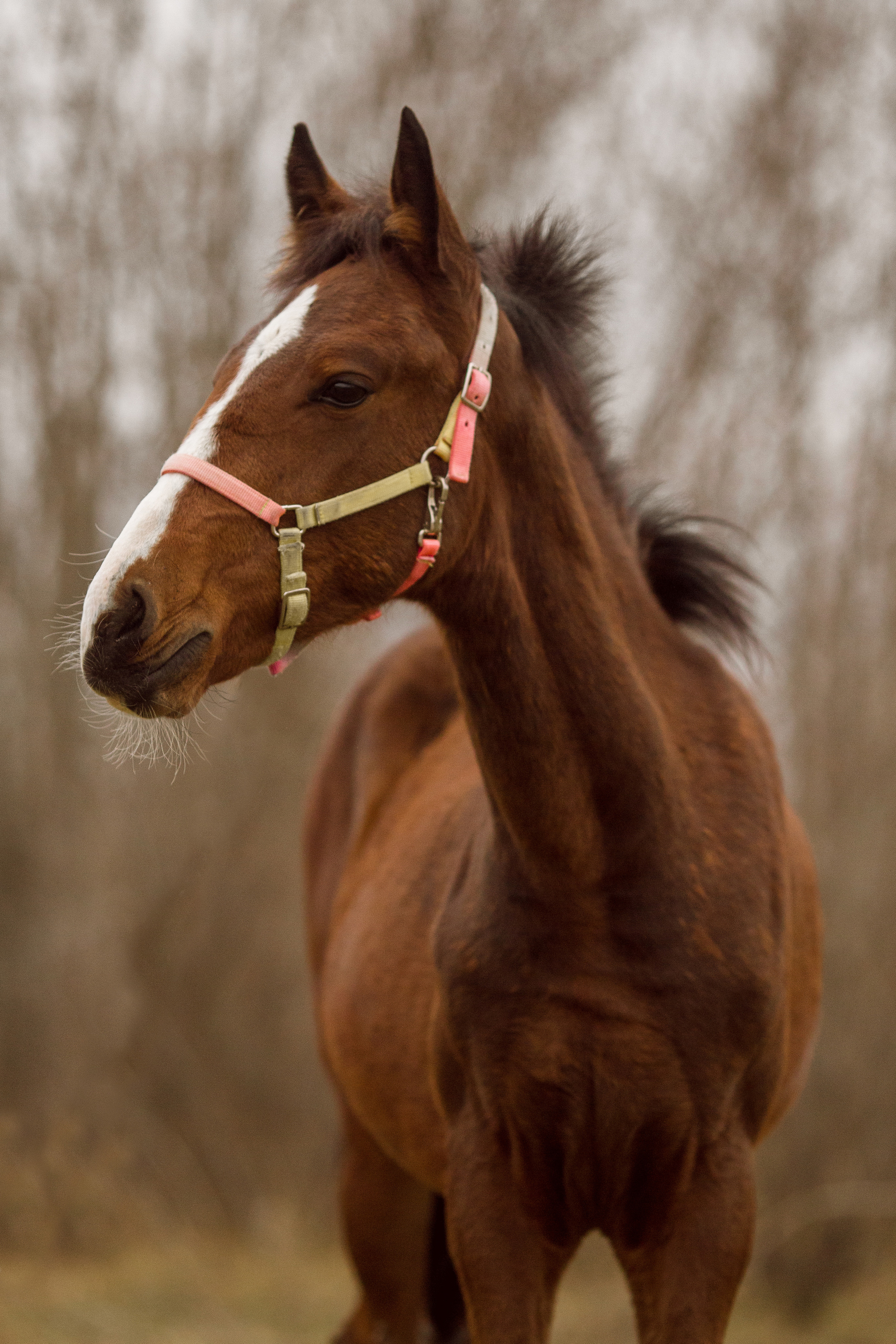 Фото жеребенка для продажи