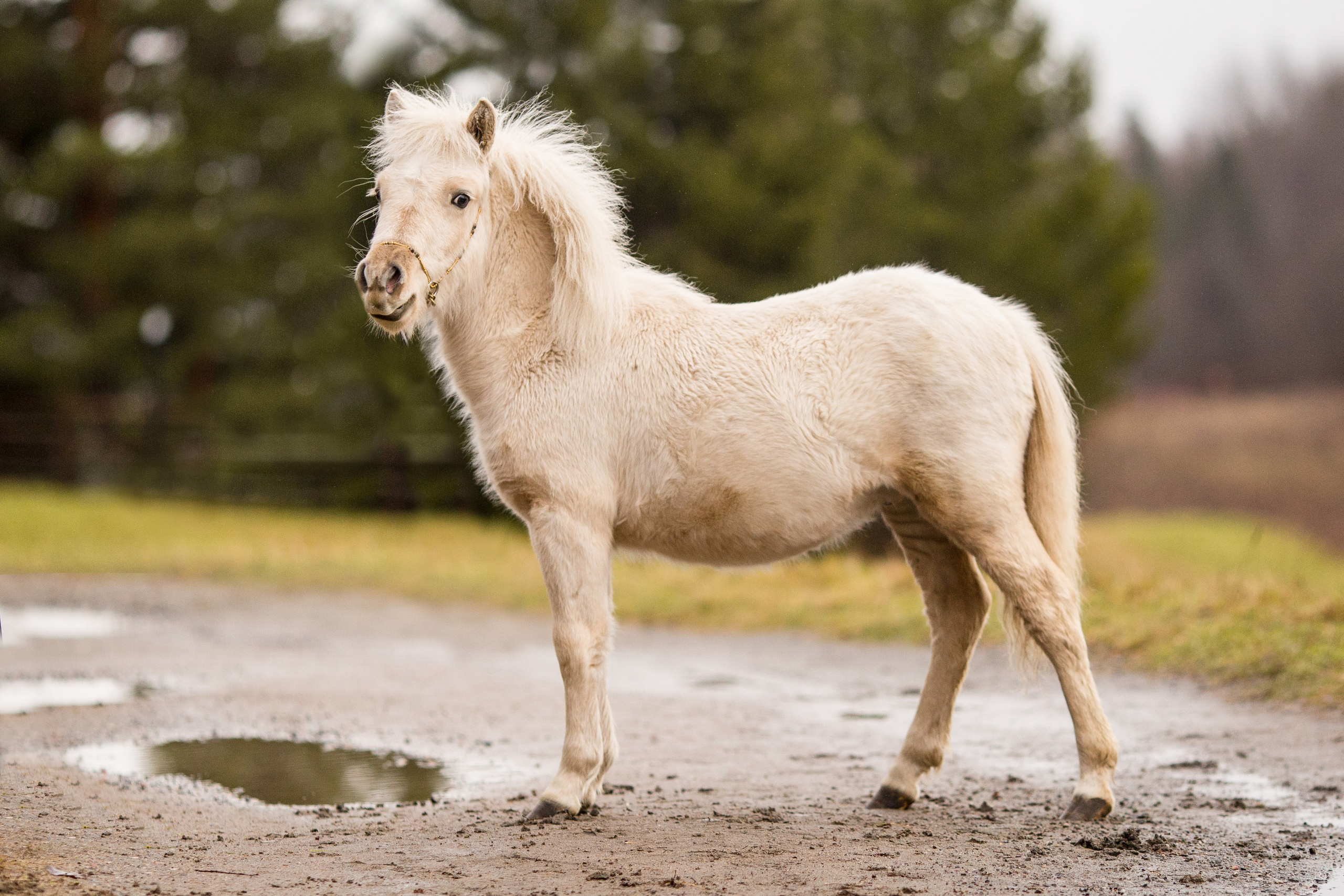 Съёмка пони на продажу