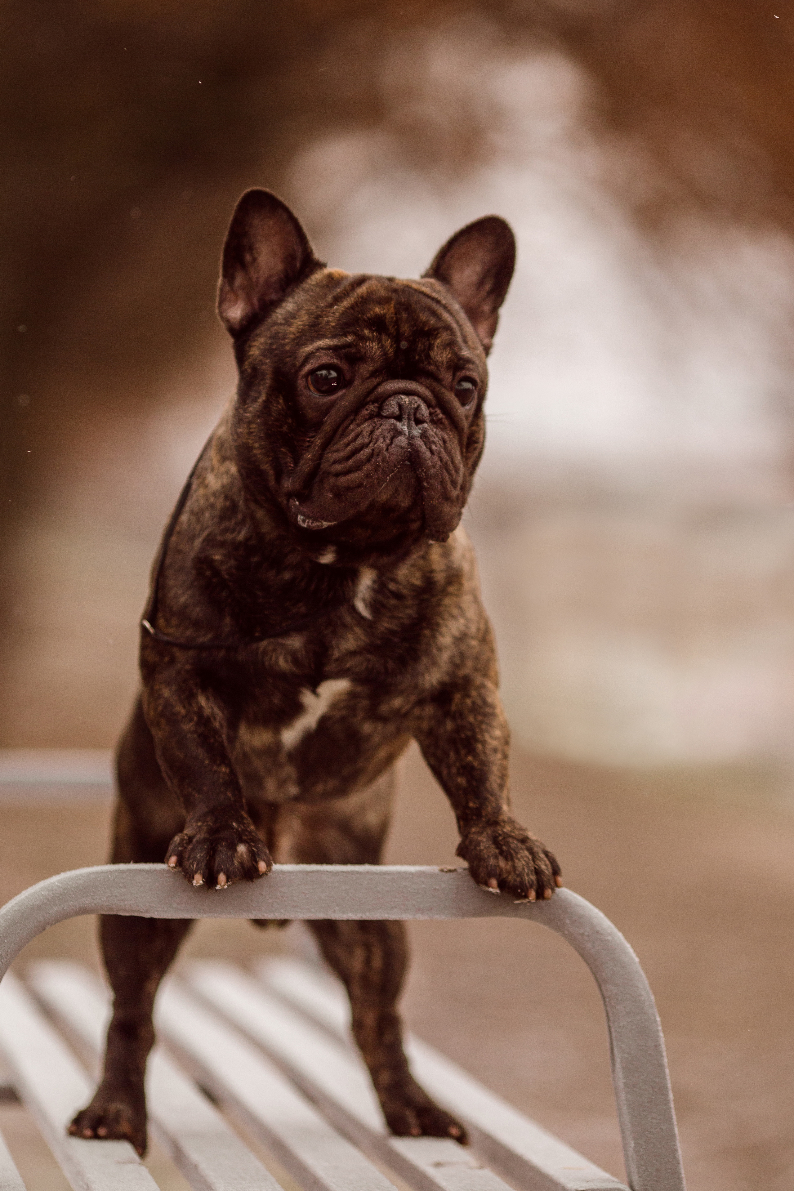 Осенние фото бульдога