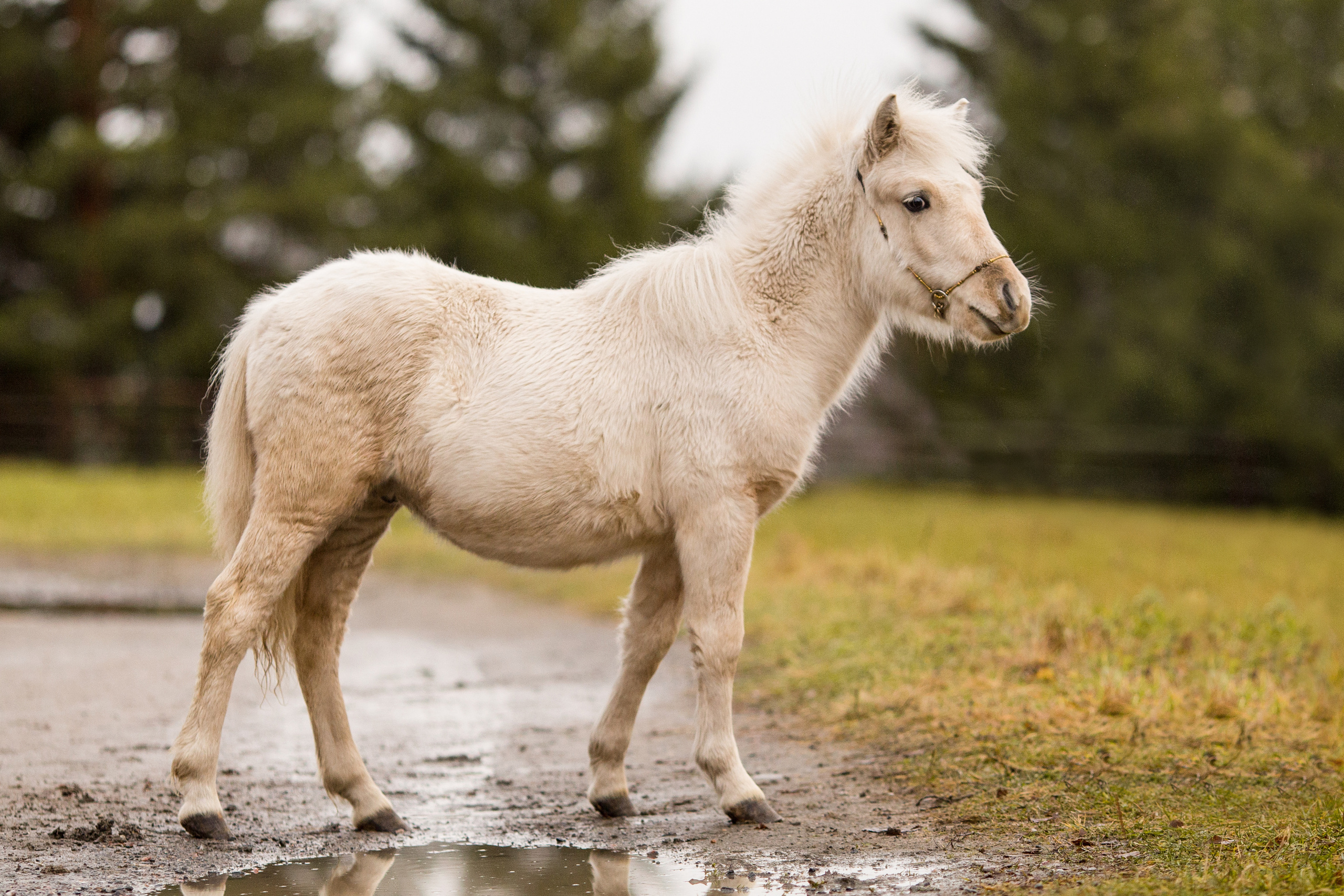 Съёмка пони на продажу