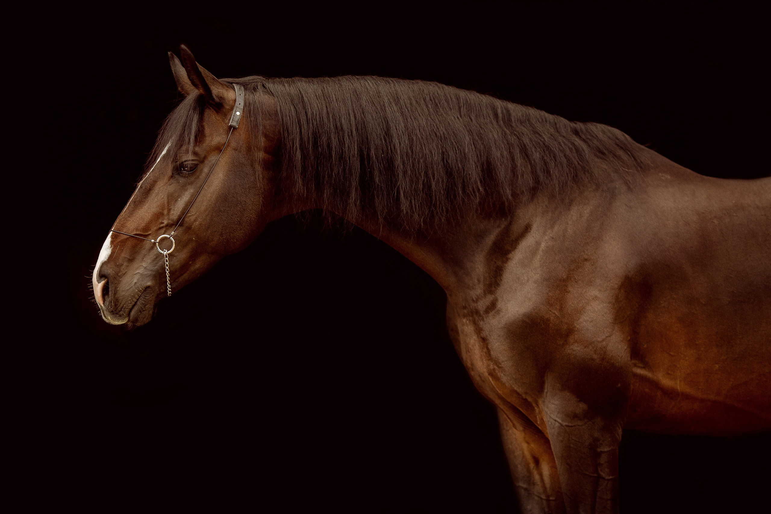 Фотосессии с лошадьми в Санкт-Петербурге