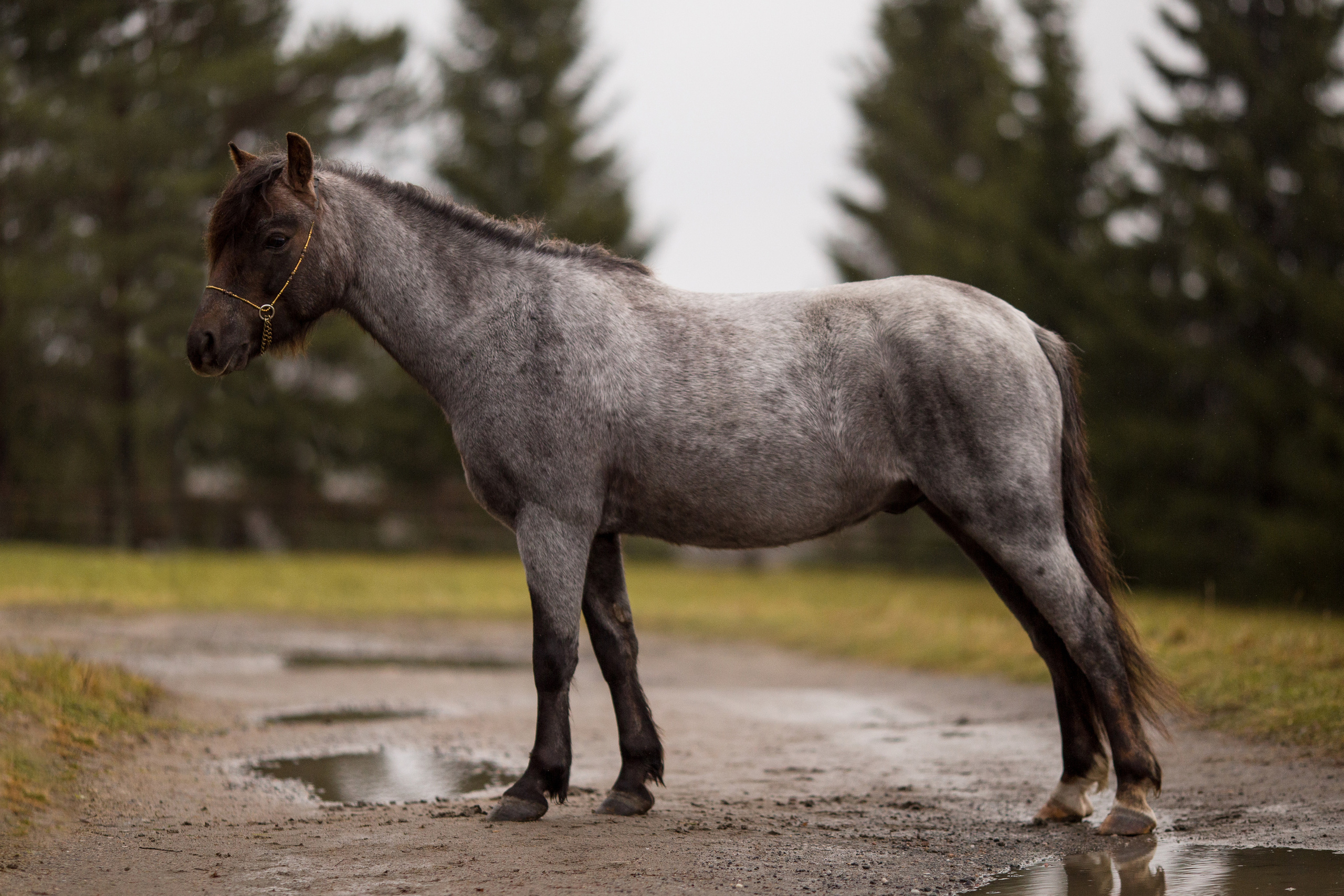 Фотосессия пони для продажи