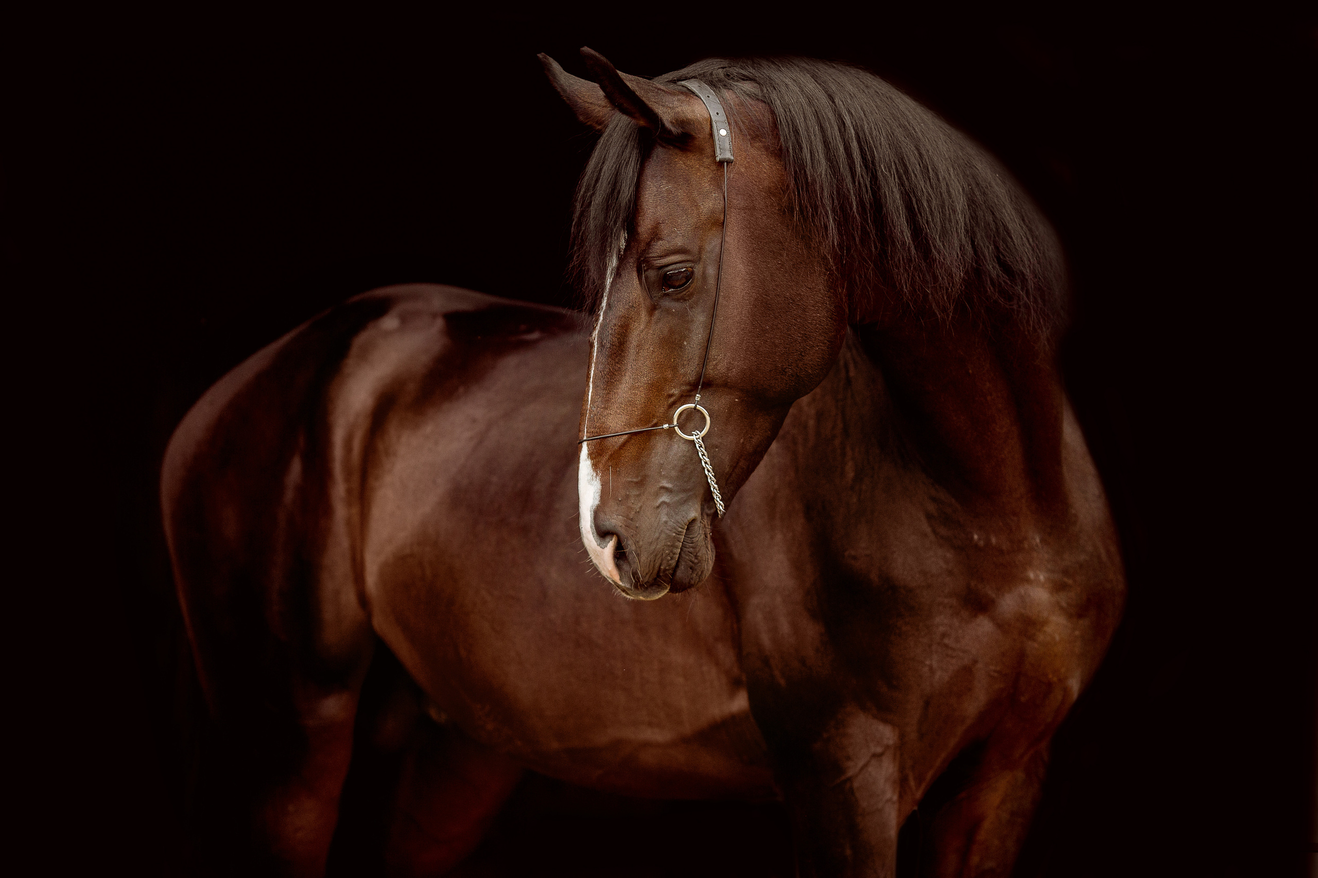 Фото лошади на черном фоне