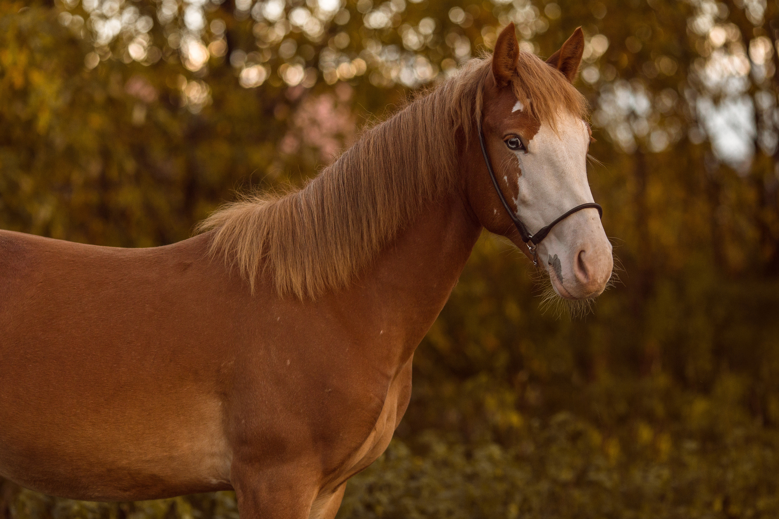 Фото жеребенка на продажу
