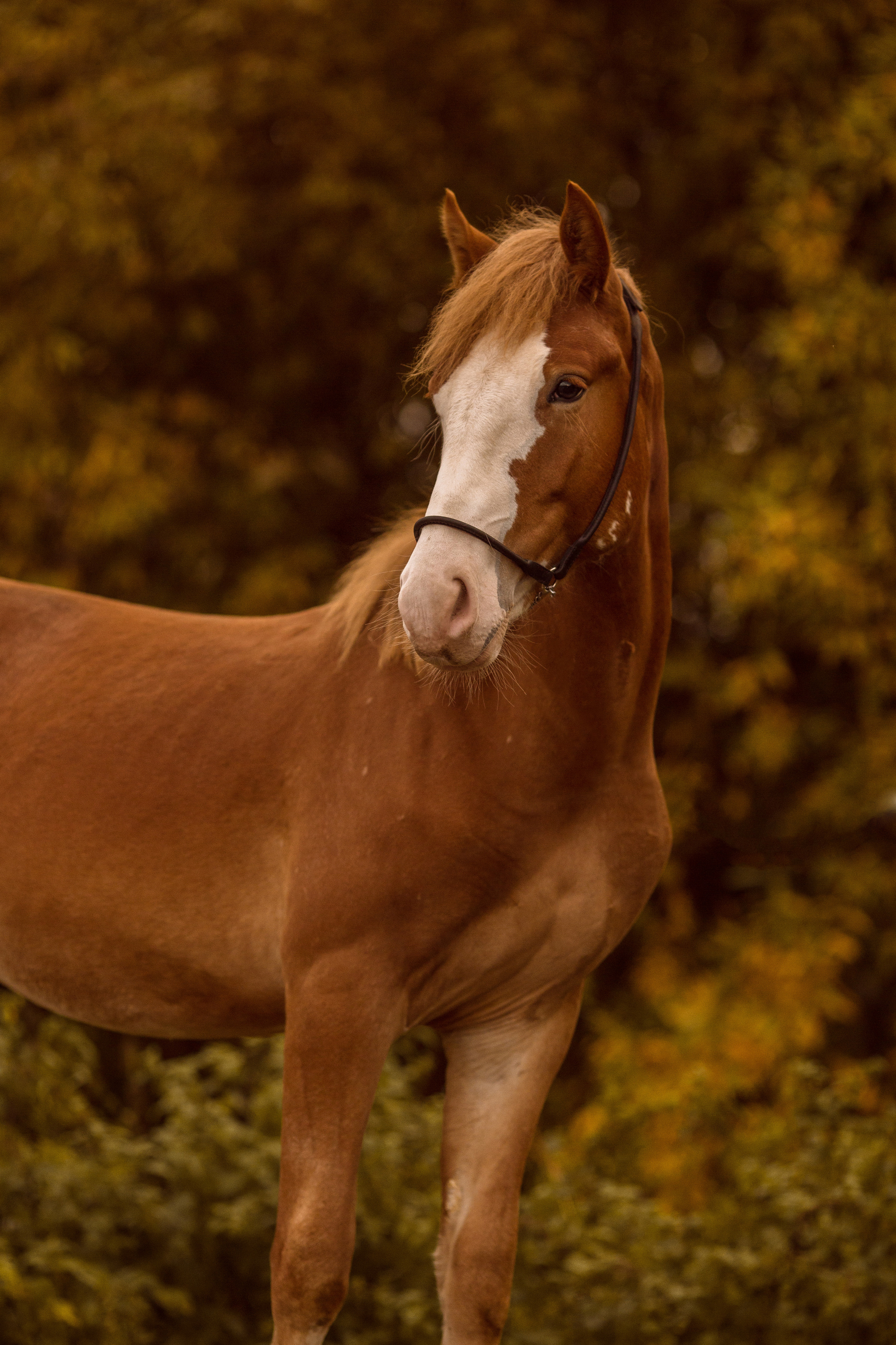 Фото жеребенка на продажу