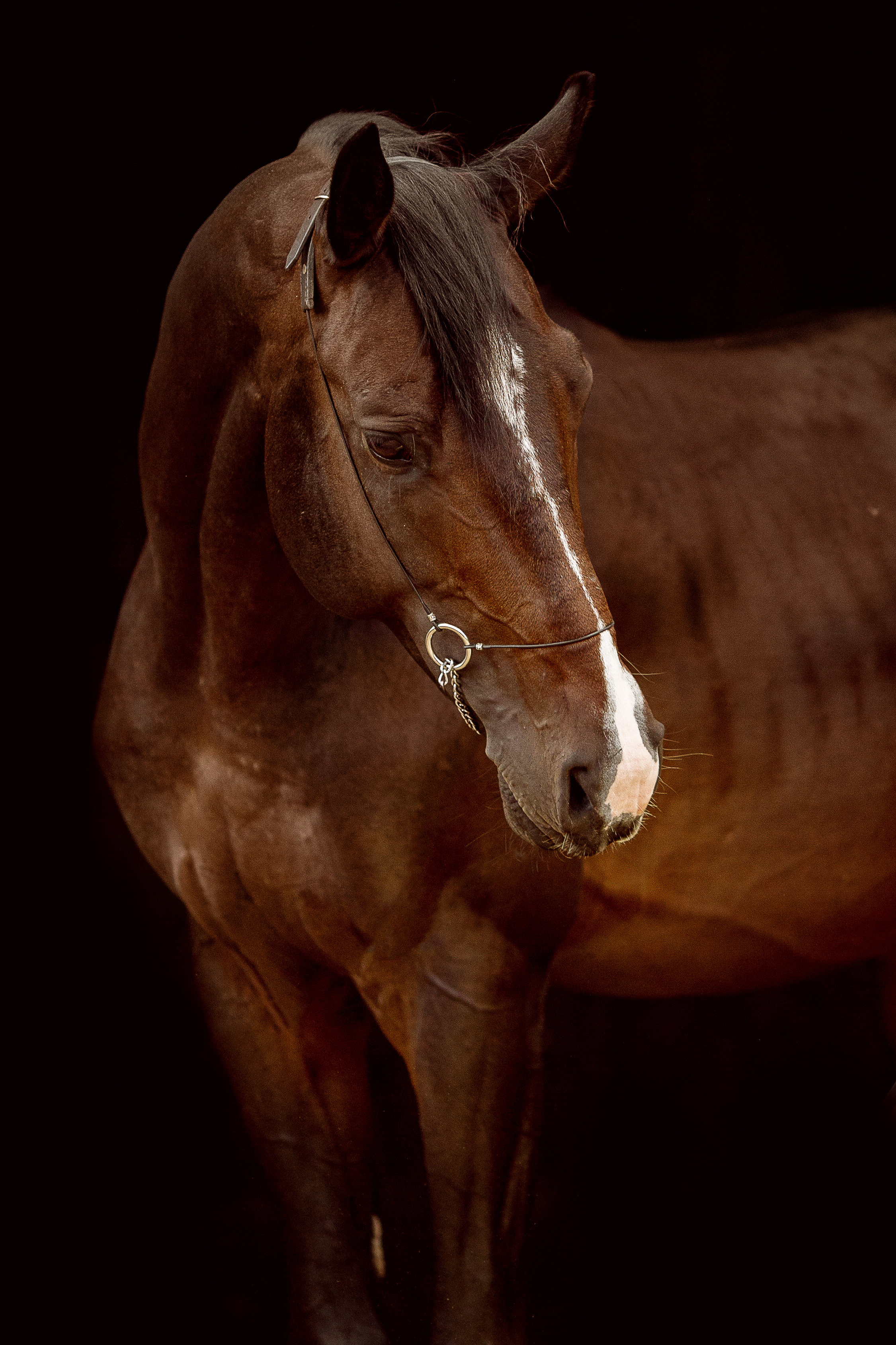 Фото лошади на черном фоне