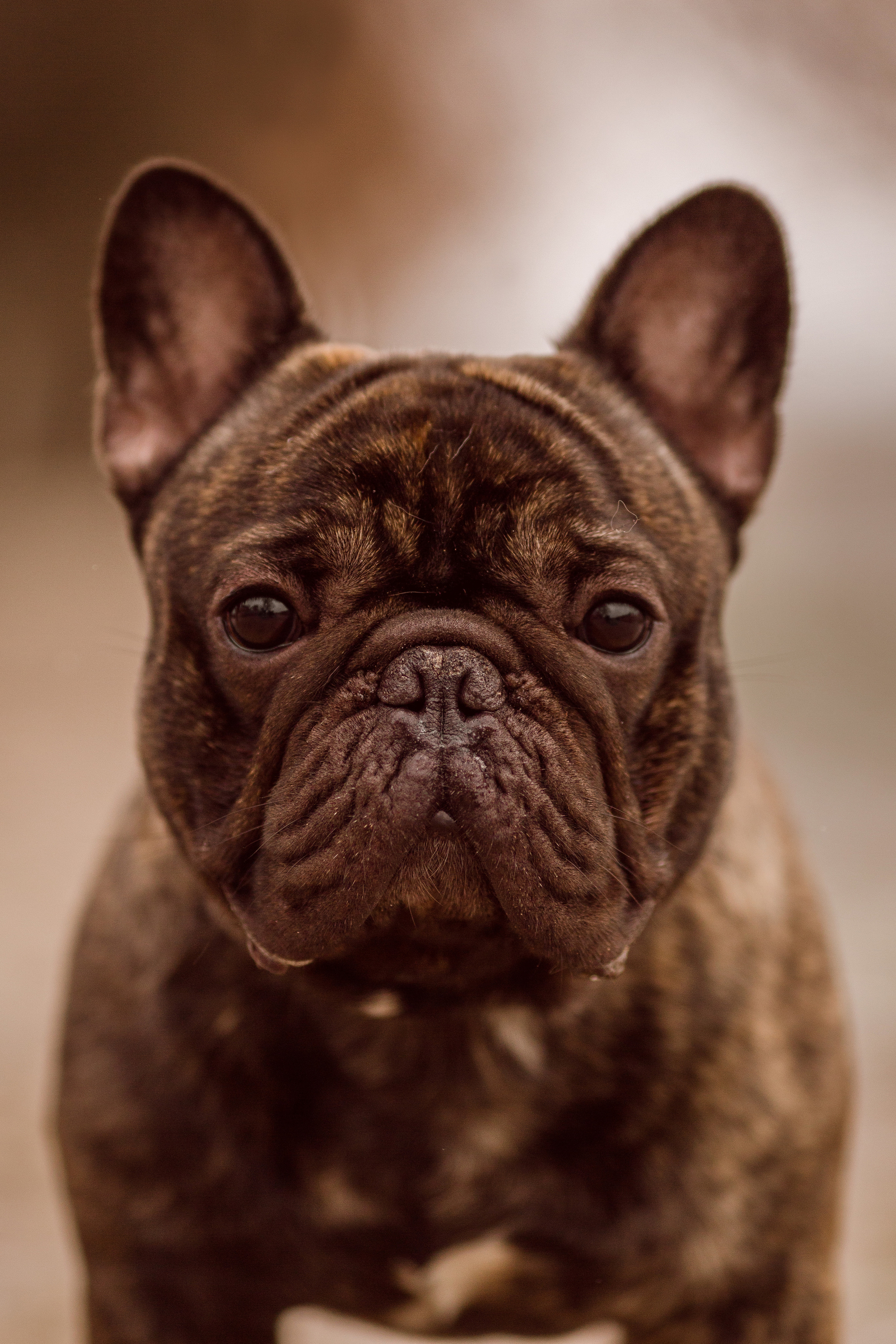 Осенние фото бульдога