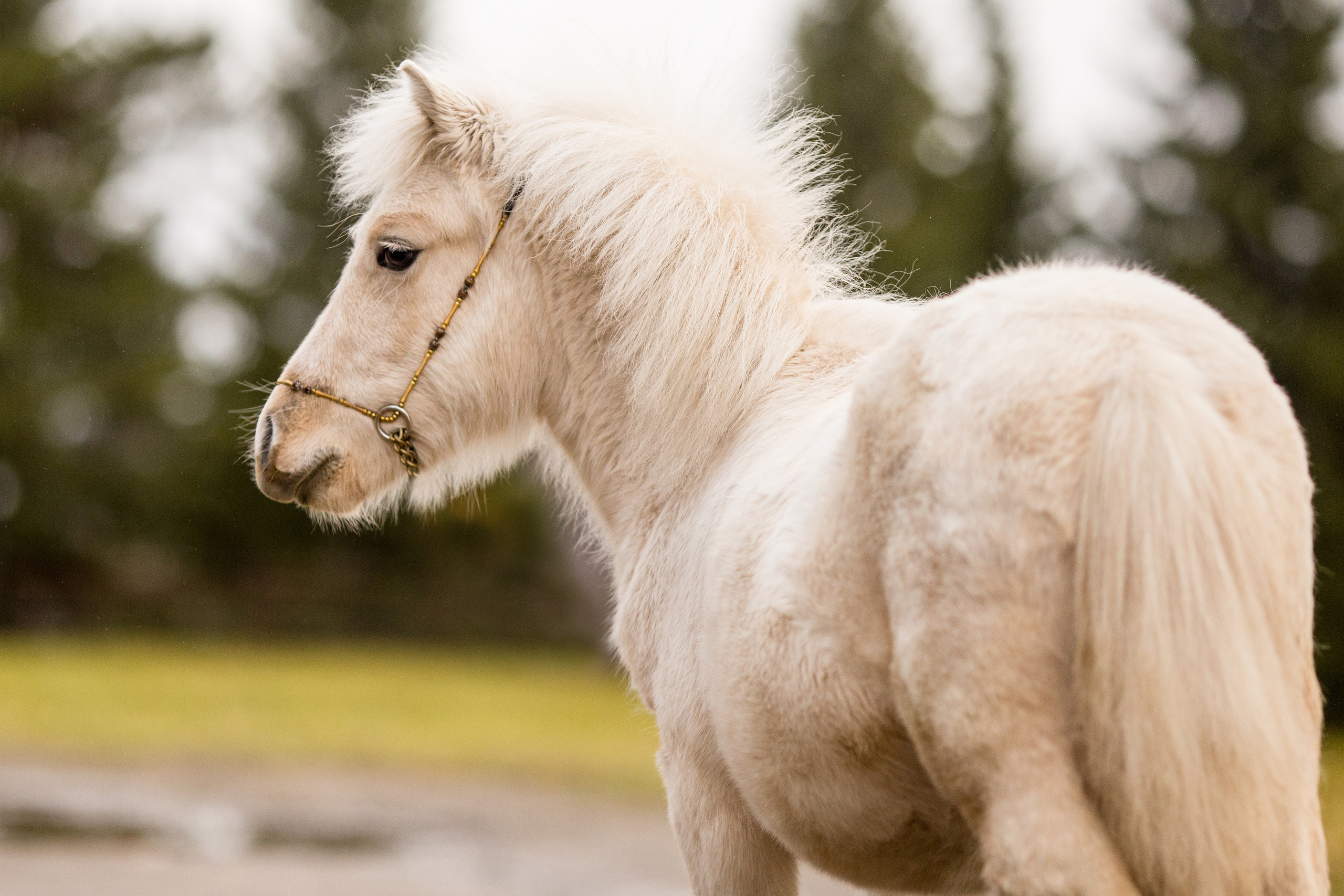 Съёмка пони на продажу