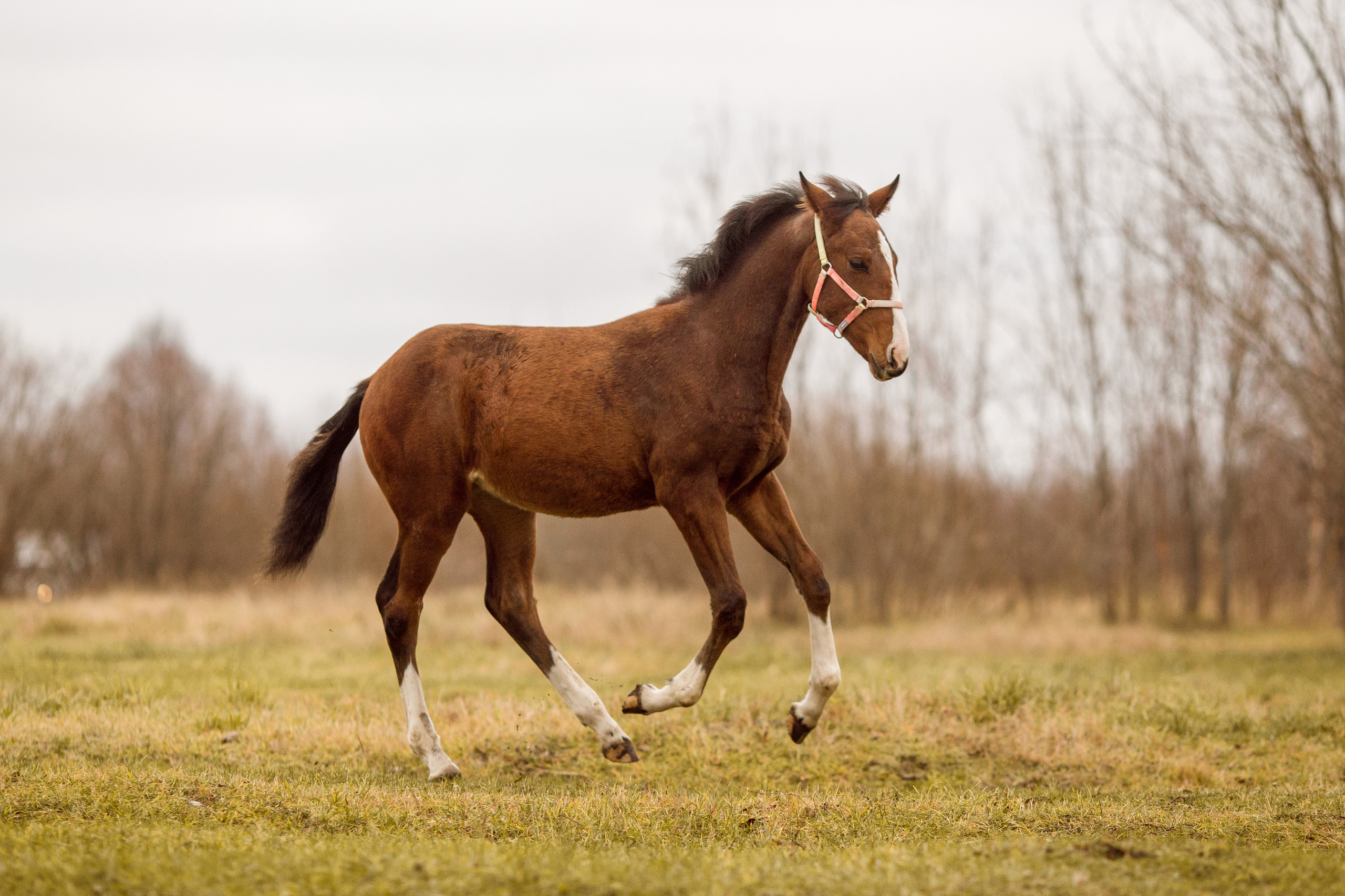 Фото жеребенка для продажи