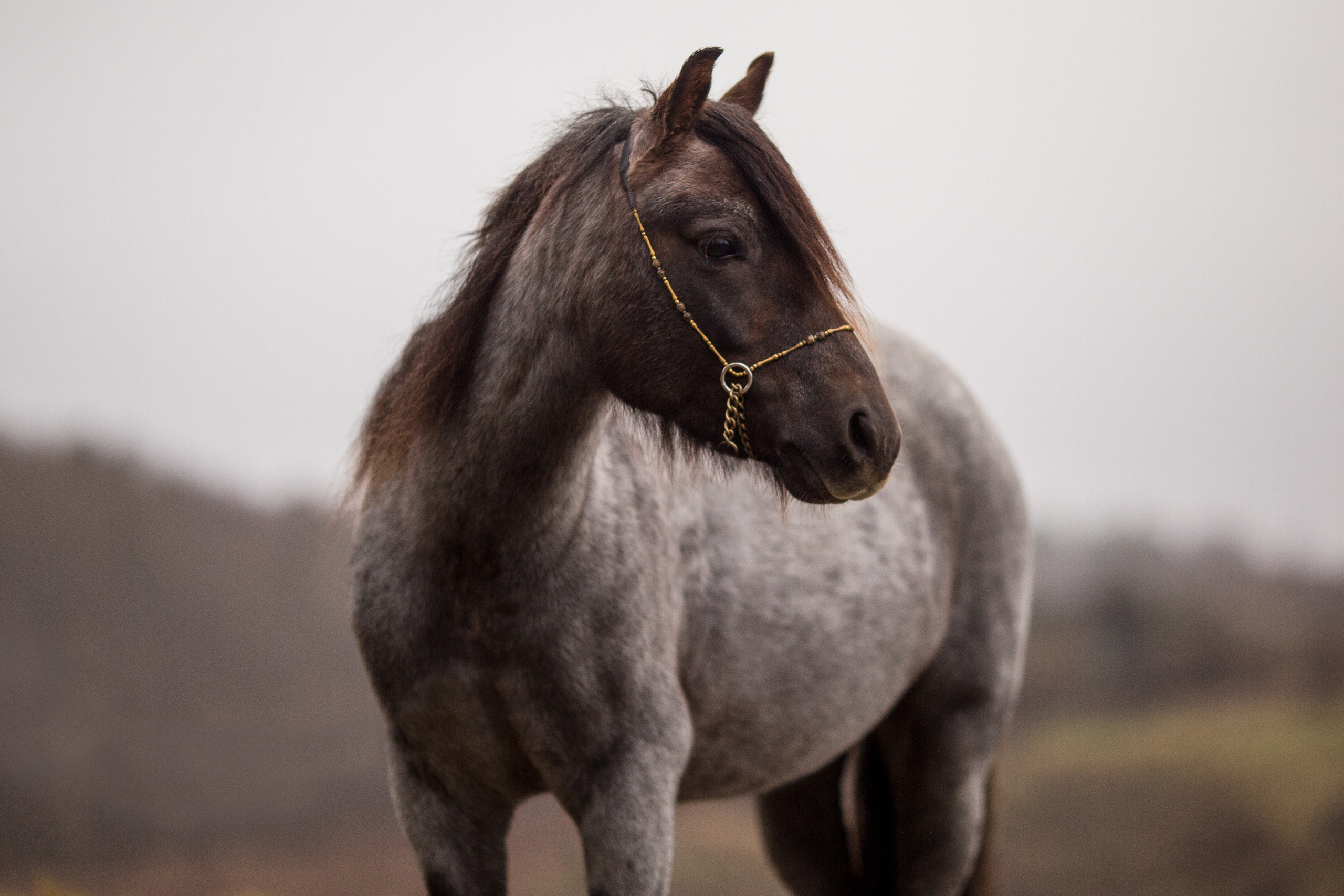 Фотосессия пони для продажи