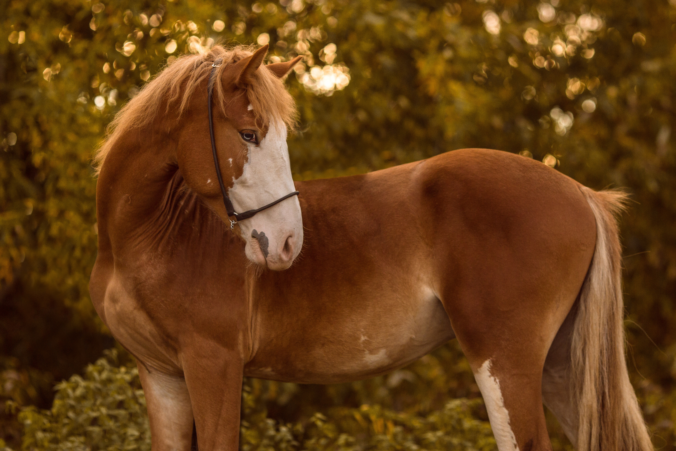 Фото жеребенка на продажу