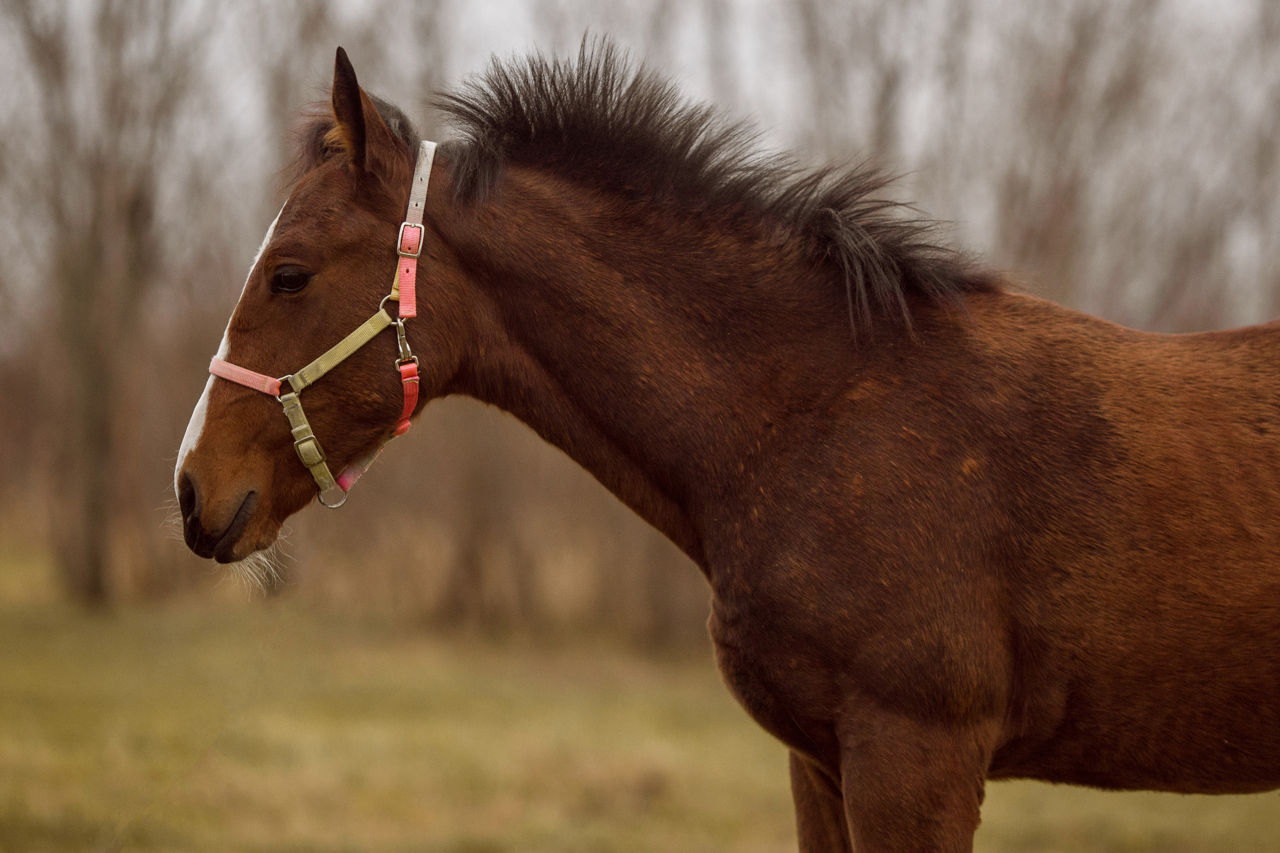 Фото жеребенка для продажи