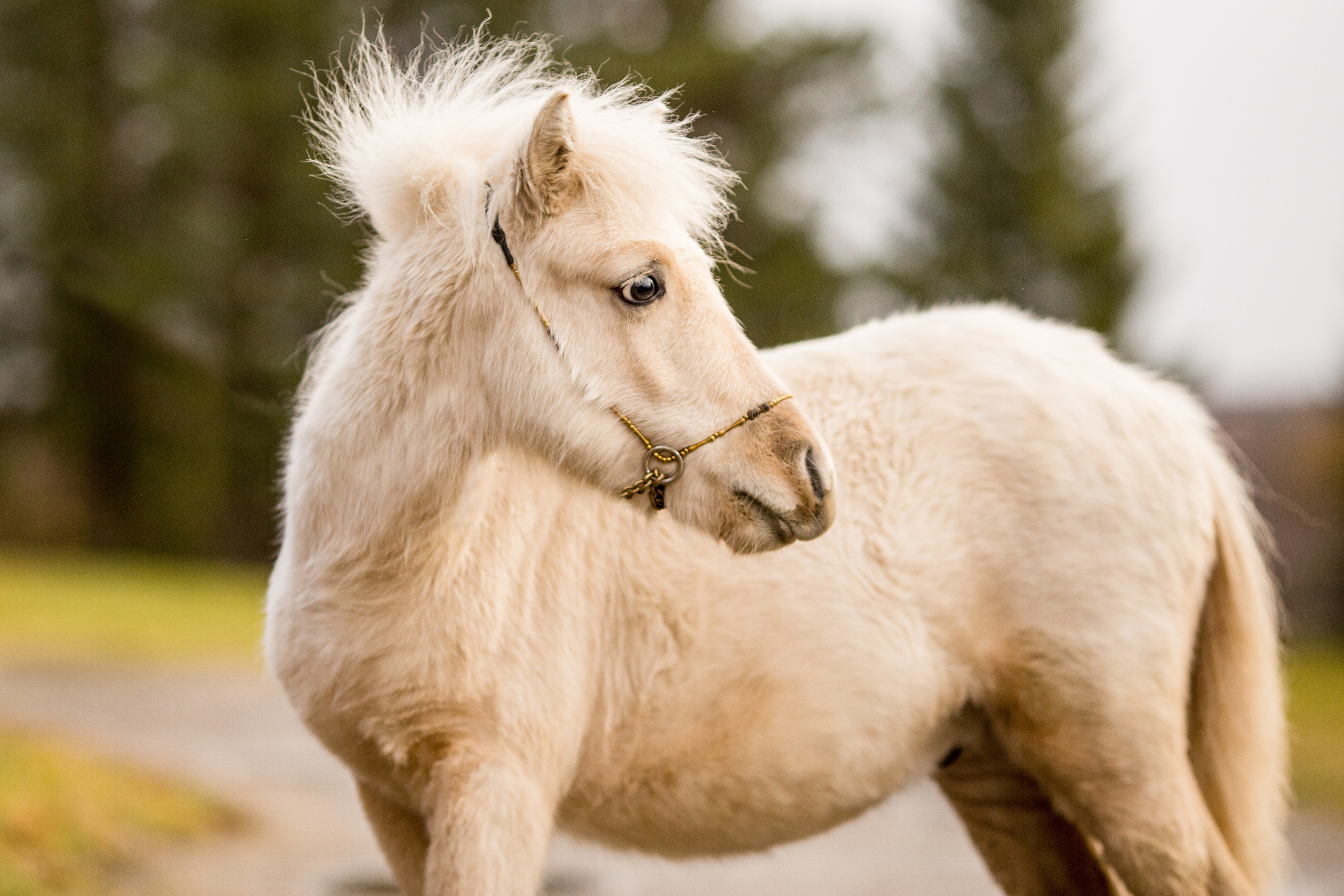 Съёмка пони на продажу