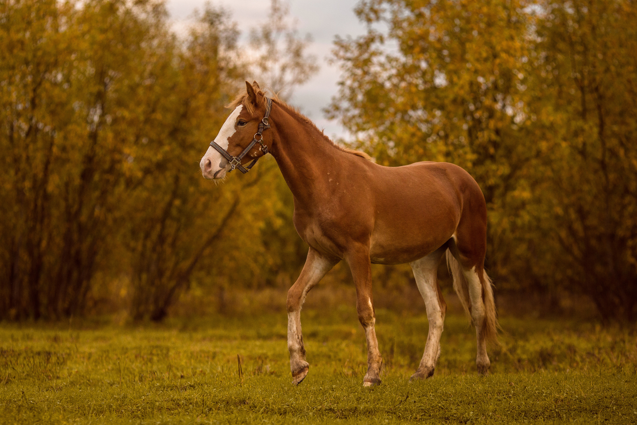 Фото жеребенка на продажу