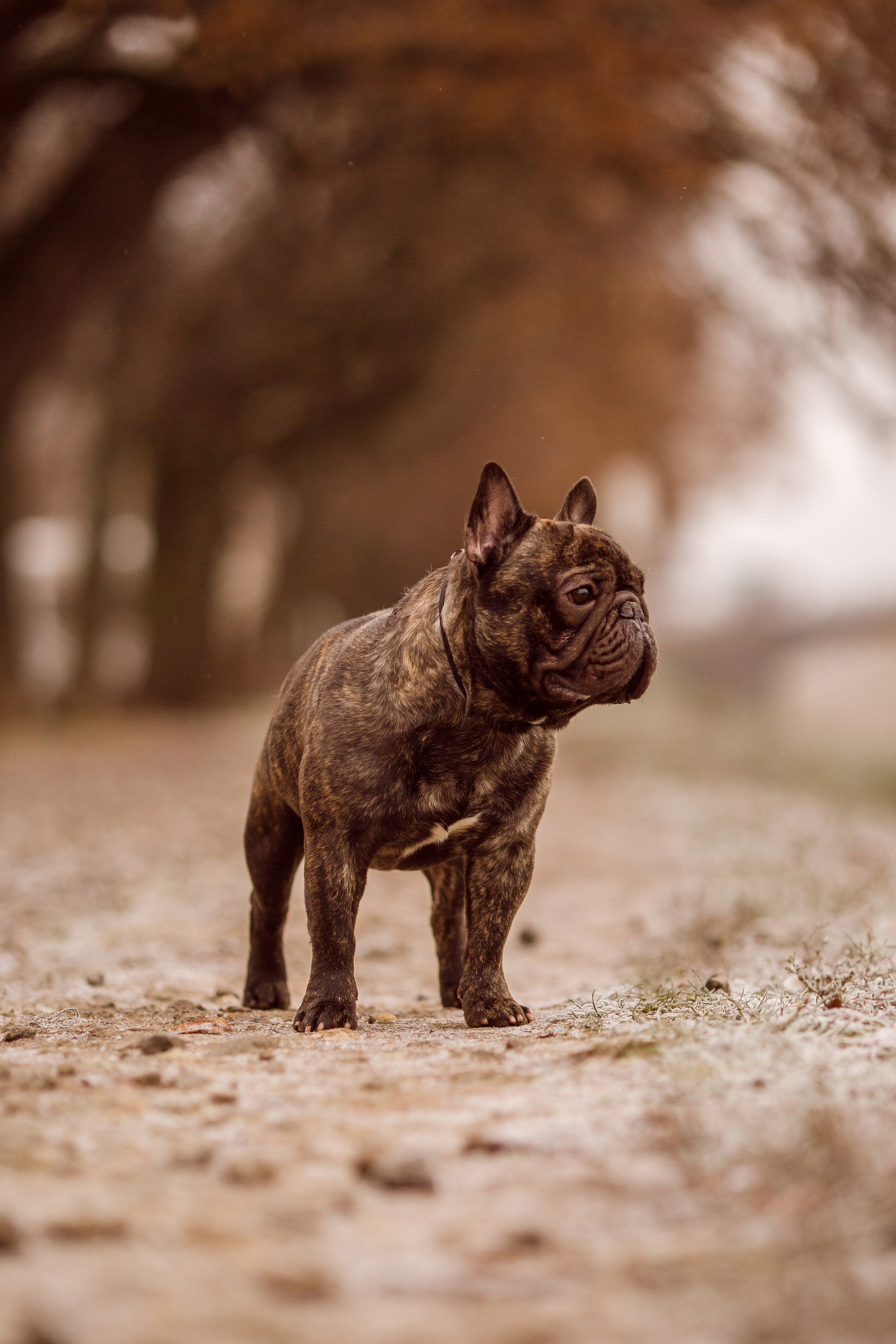 Осенние фото бульдога
