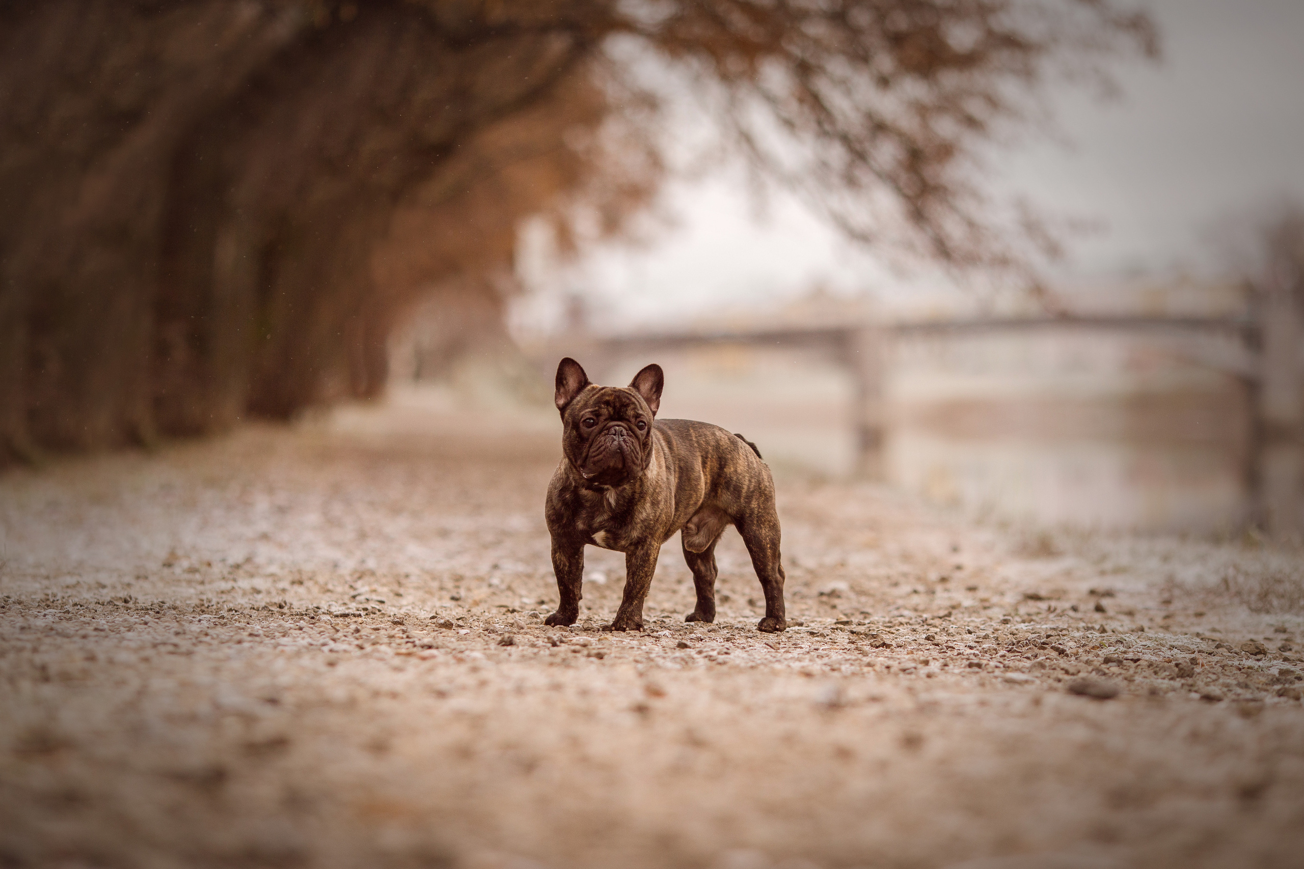Осенние фото бульдога