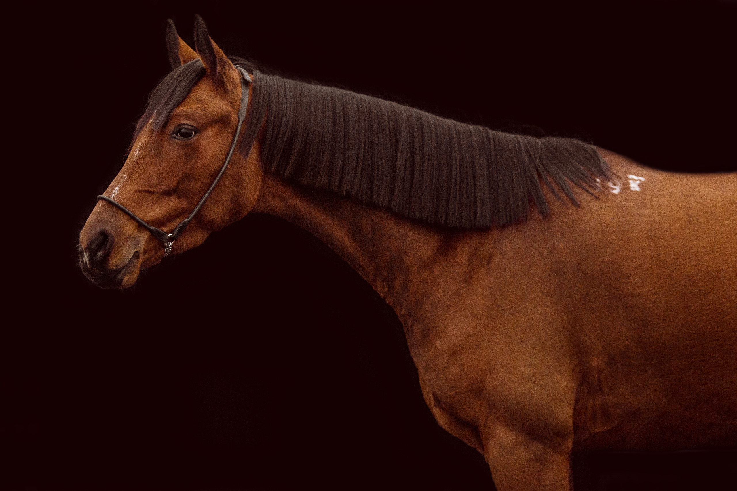 Фото лошади на темном фоне