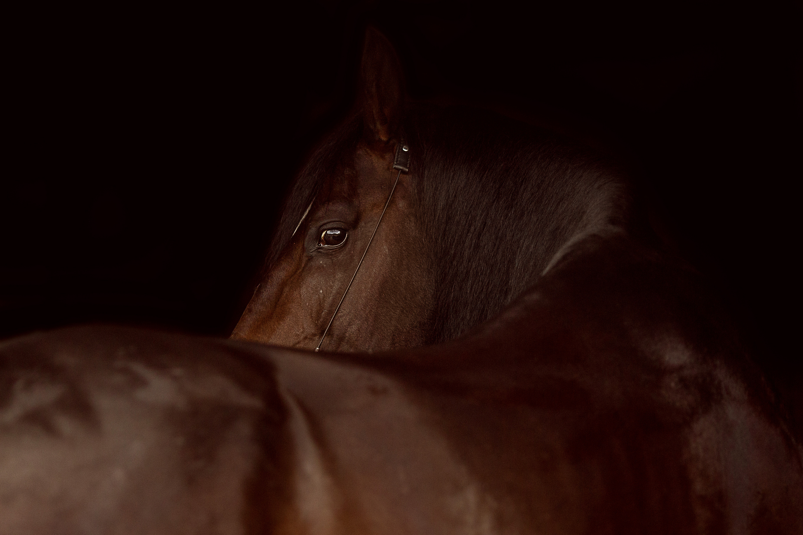 Фото лошади на черном фоне
