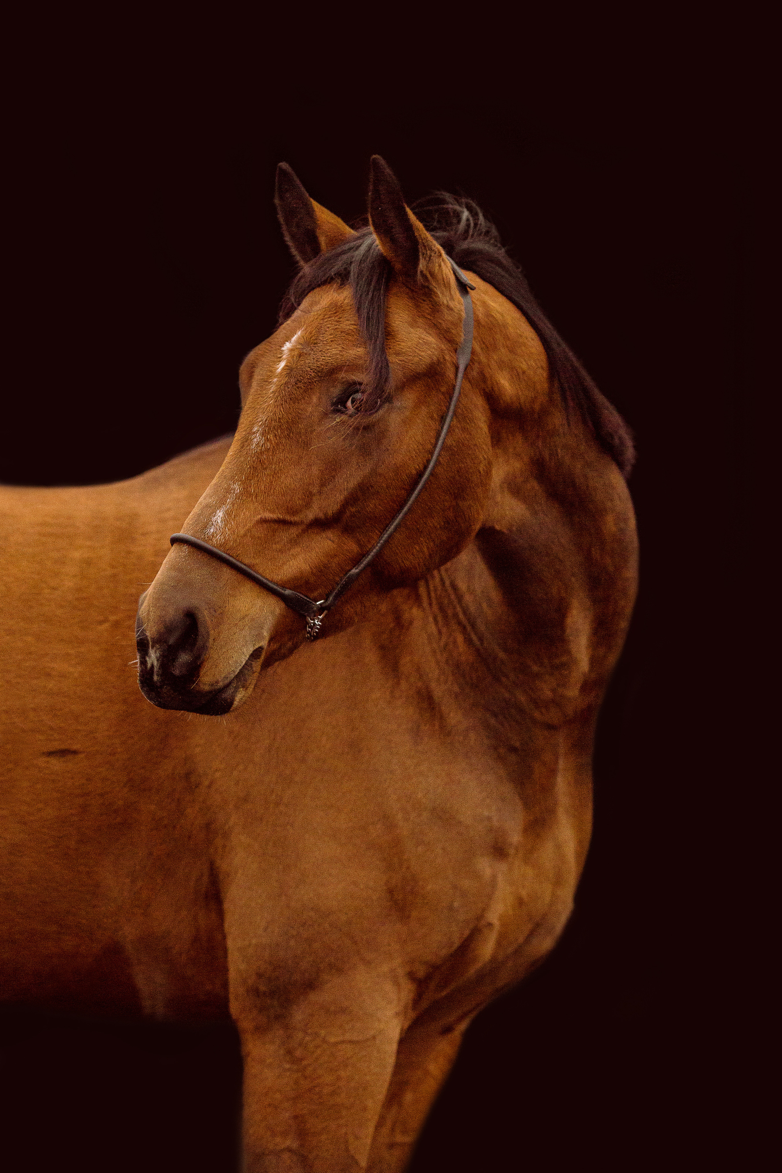 Фото лошади на темном фоне