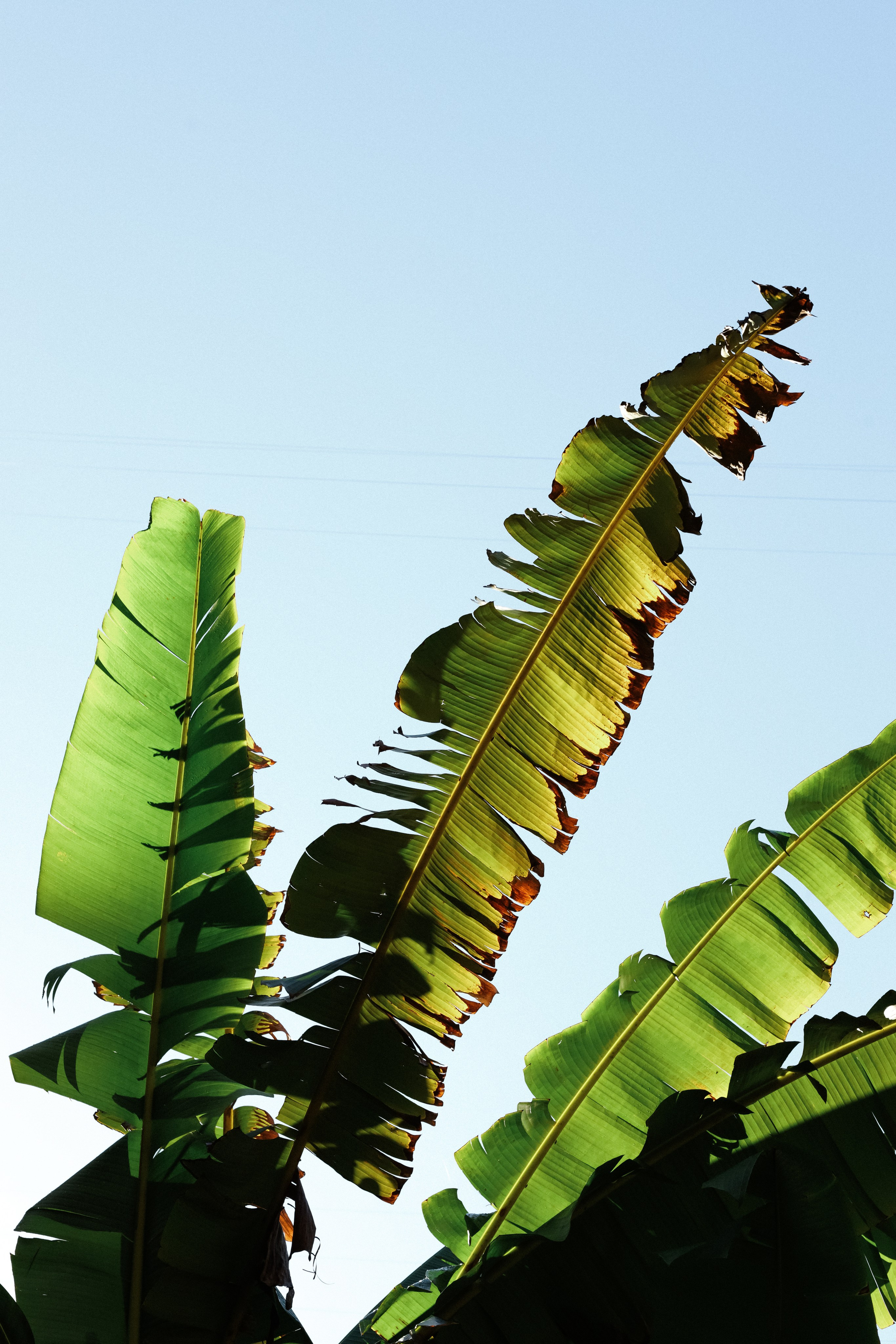 Абхазия 2023. Свадебный и семейный фотограф Анна Печенкина