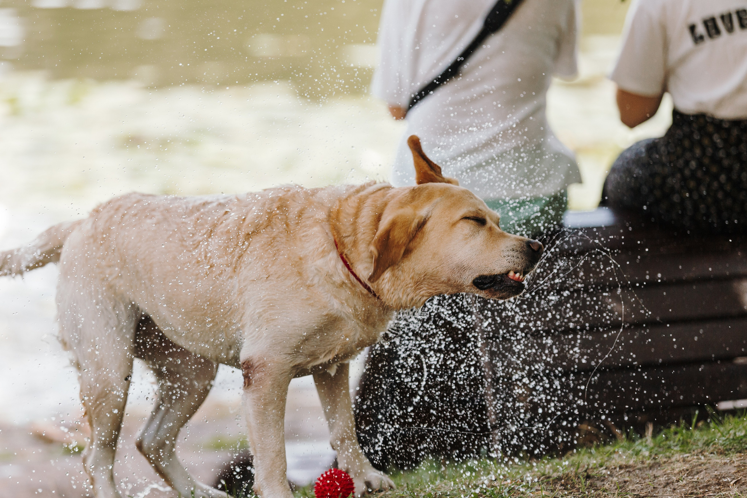 Petshop Sup day. Фотограф анималист Кристина Карпова, Москва