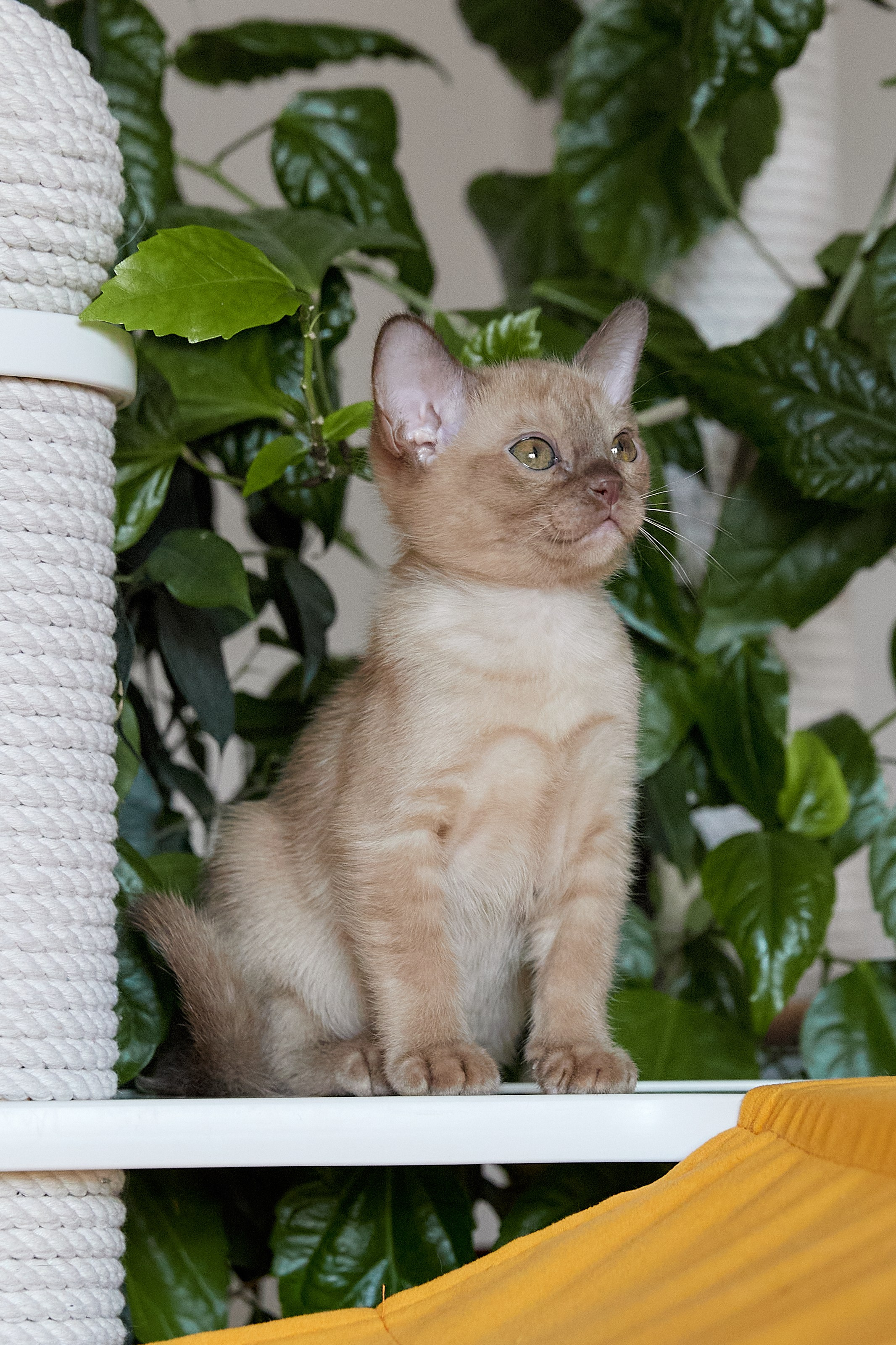 Afina (Магнитогорск). Питомник «Bouncy Life»