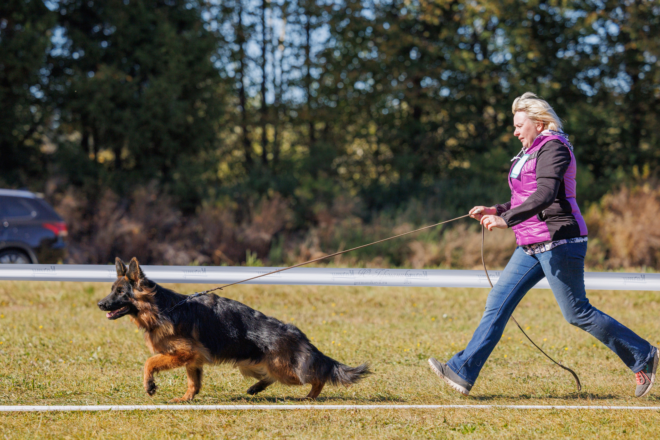 Тверь немецкие овчарки 22.09.2024. Фотограф-анималист Юлия Германика