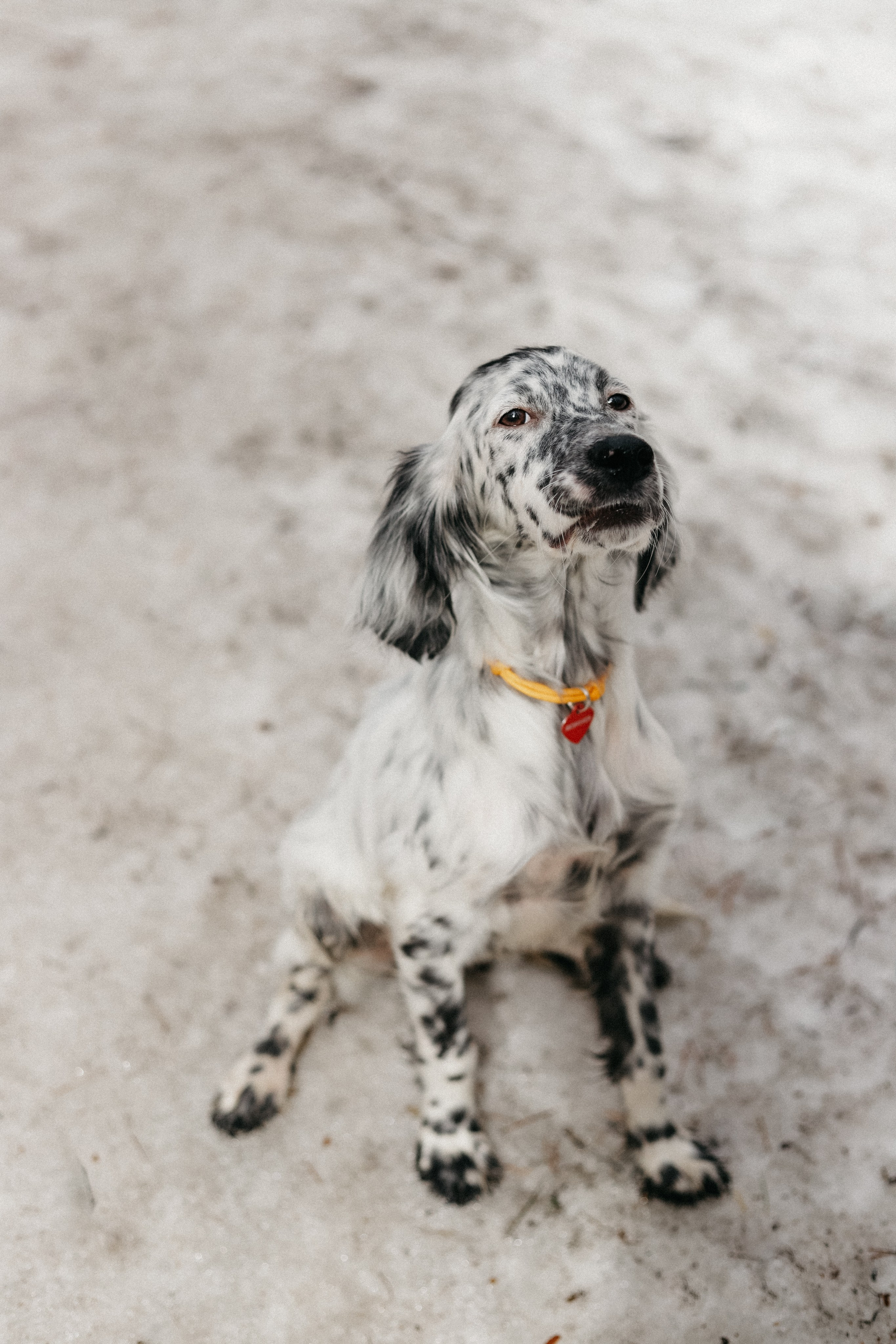 Для приюта (уже дома). Фотограф Москва и Санкт-Петербург