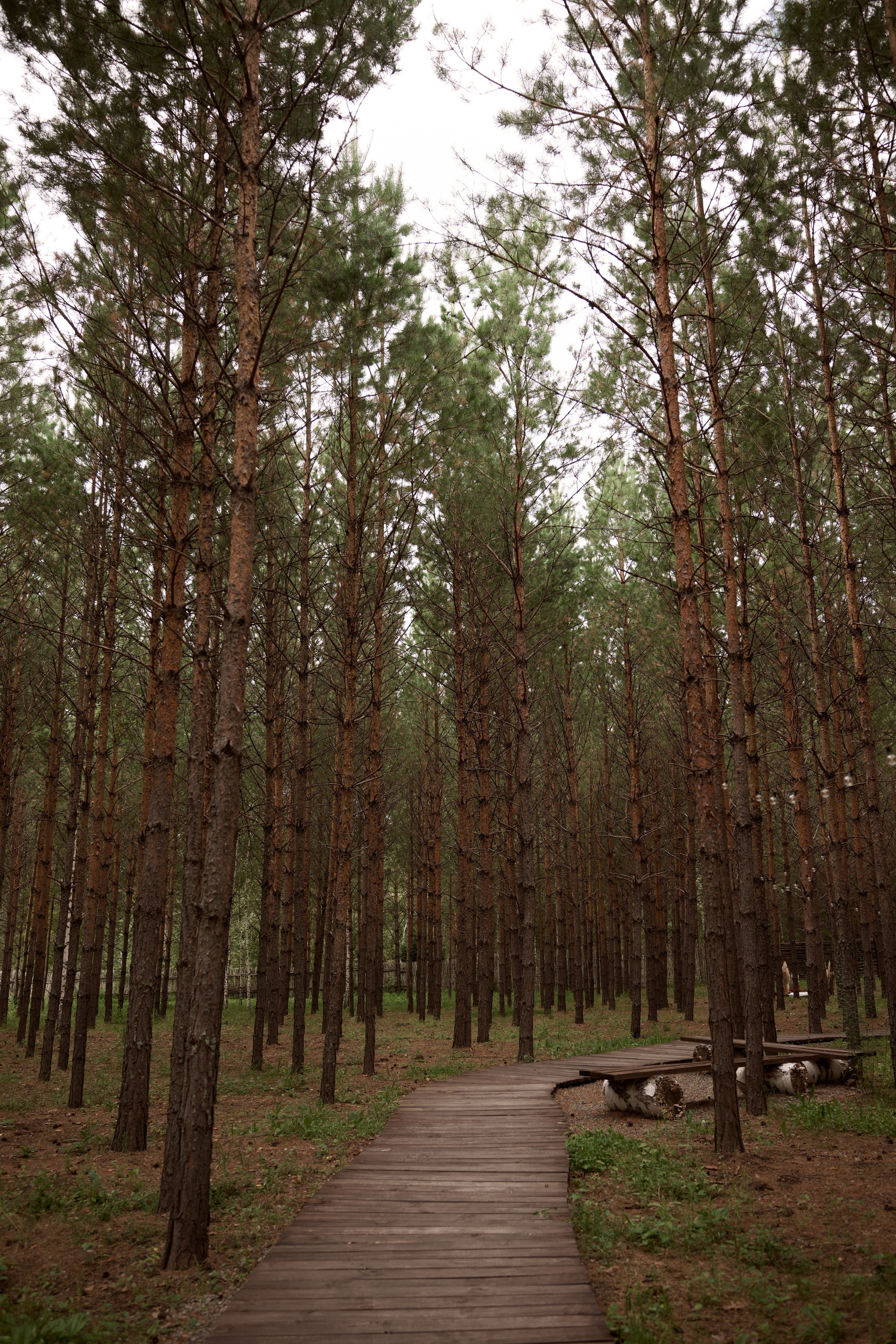 Свадьба Юры и Марии в русском стиле. Сергей Богомолов. Свадебный и семейный фотограф