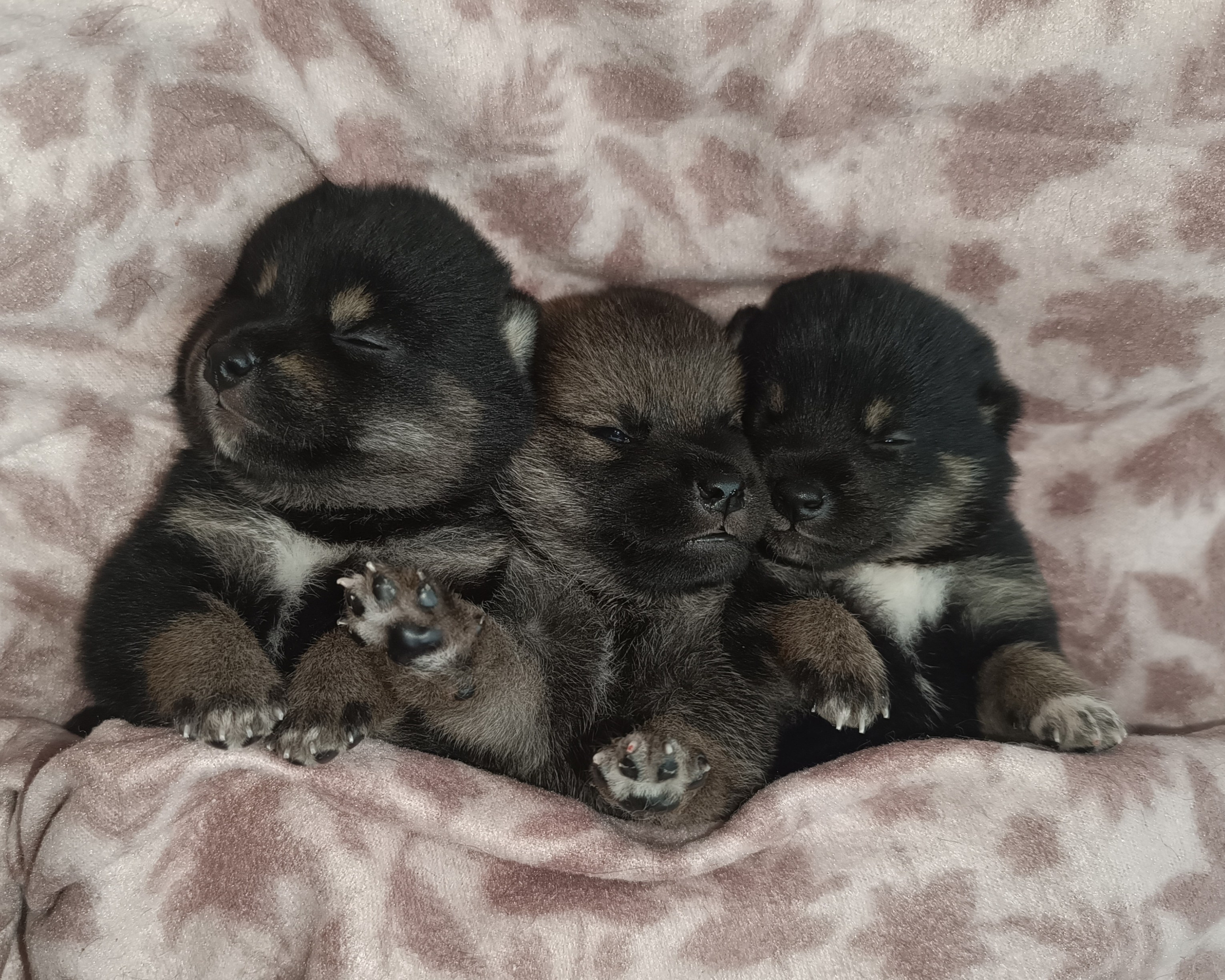 сиба питомник Рубилайт щенки на продажу rubylight  сиба щенки купить СПб Санкт-Петербург Сезам ЧП черно-подпалый