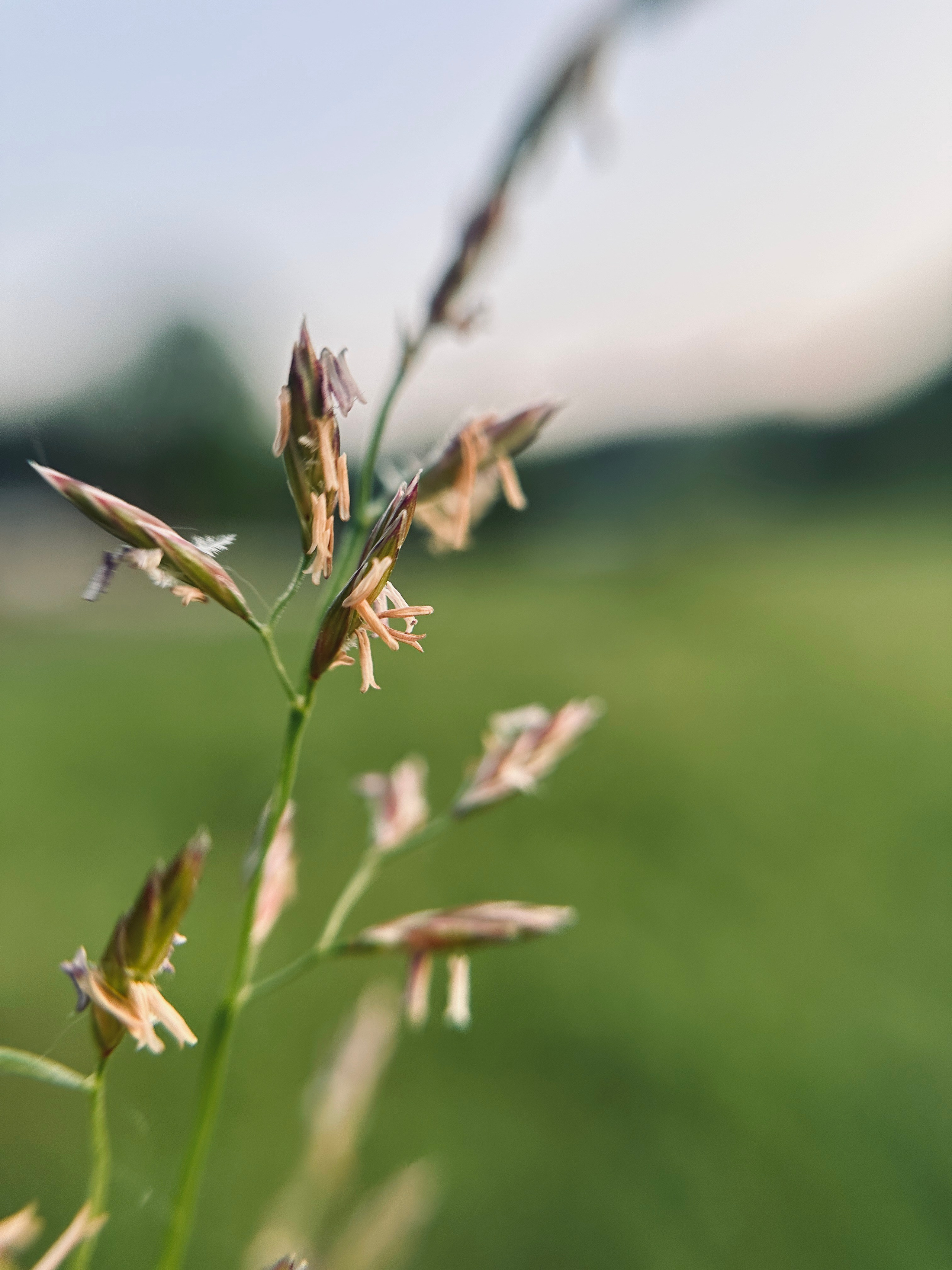 Макро любовь. Смотри, красота!