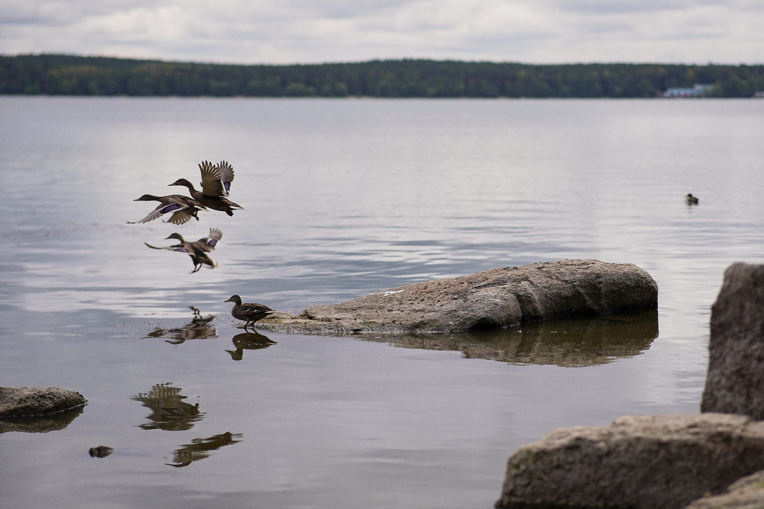 Екатеринбург (Шарташ). Свадебный фотограф Наталья Помазкина | Репортаж Екатеринбург Москва