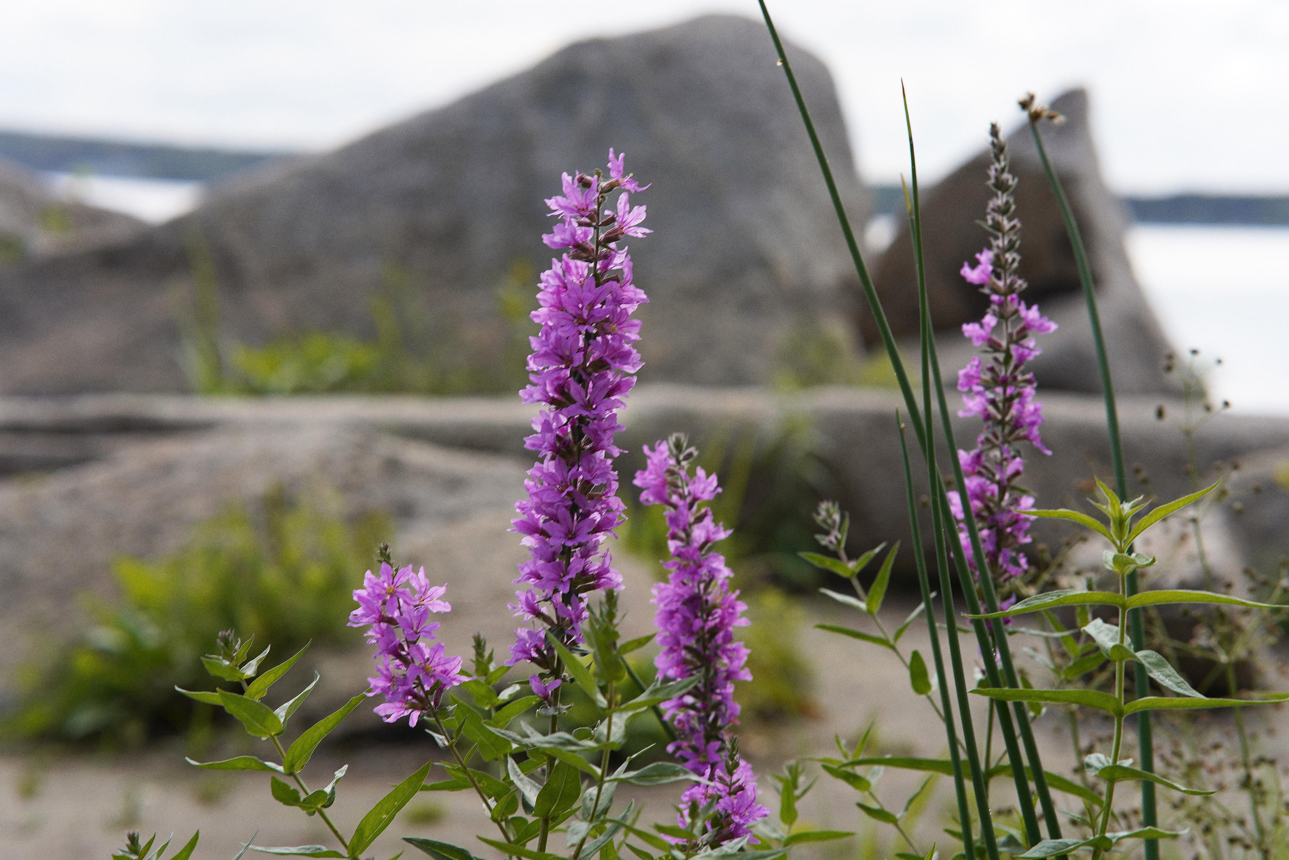 Екатеринбург (Шарташ). Свадебный фотограф Наталья Помазкина | Репортаж Екатеринбург Москва