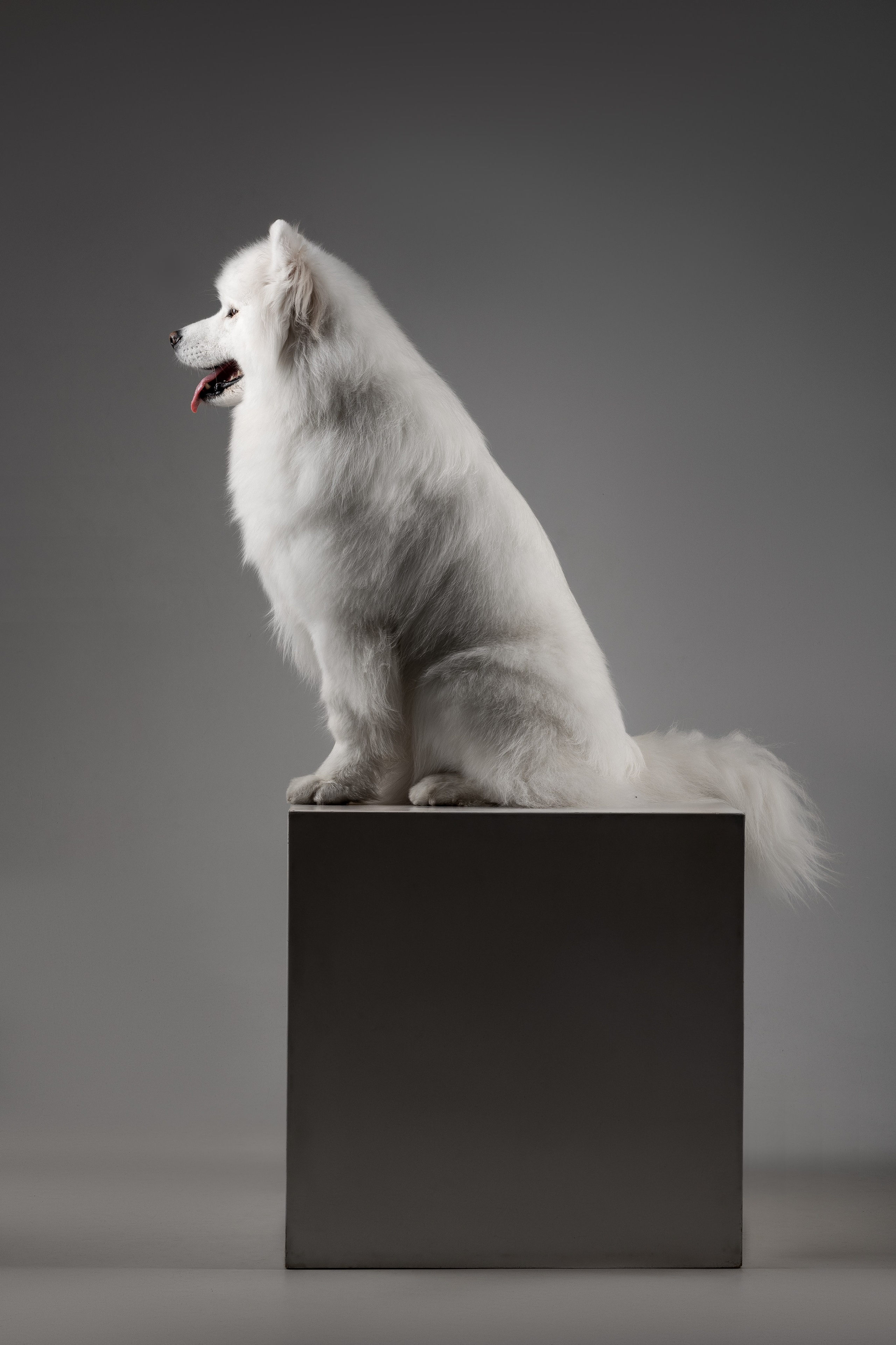 Самоеды в студии. Фотограф анималист в Москве Майорова Евгения