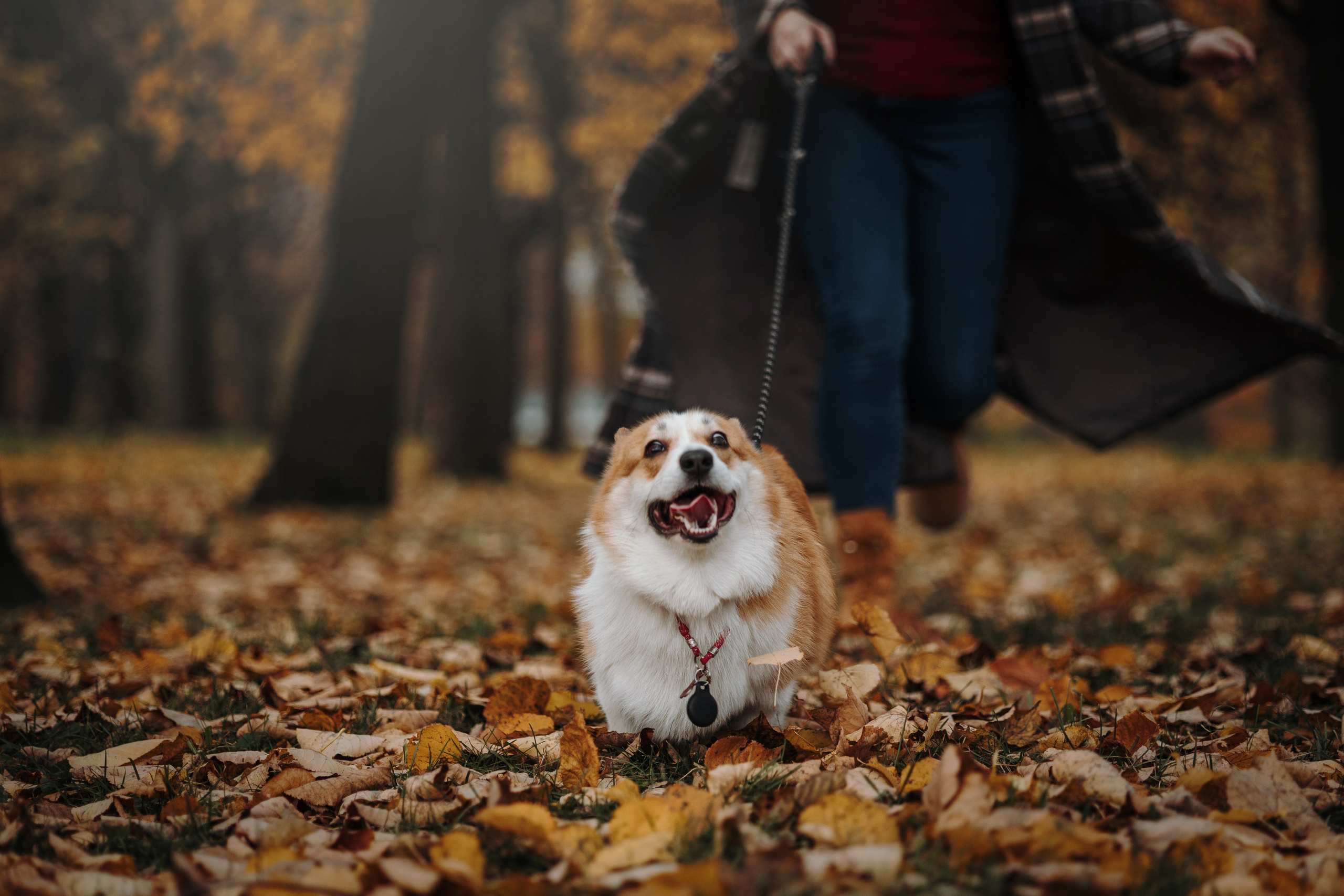 Юля и Терри. Фотограф — Анималист | Санкт-Петербург
