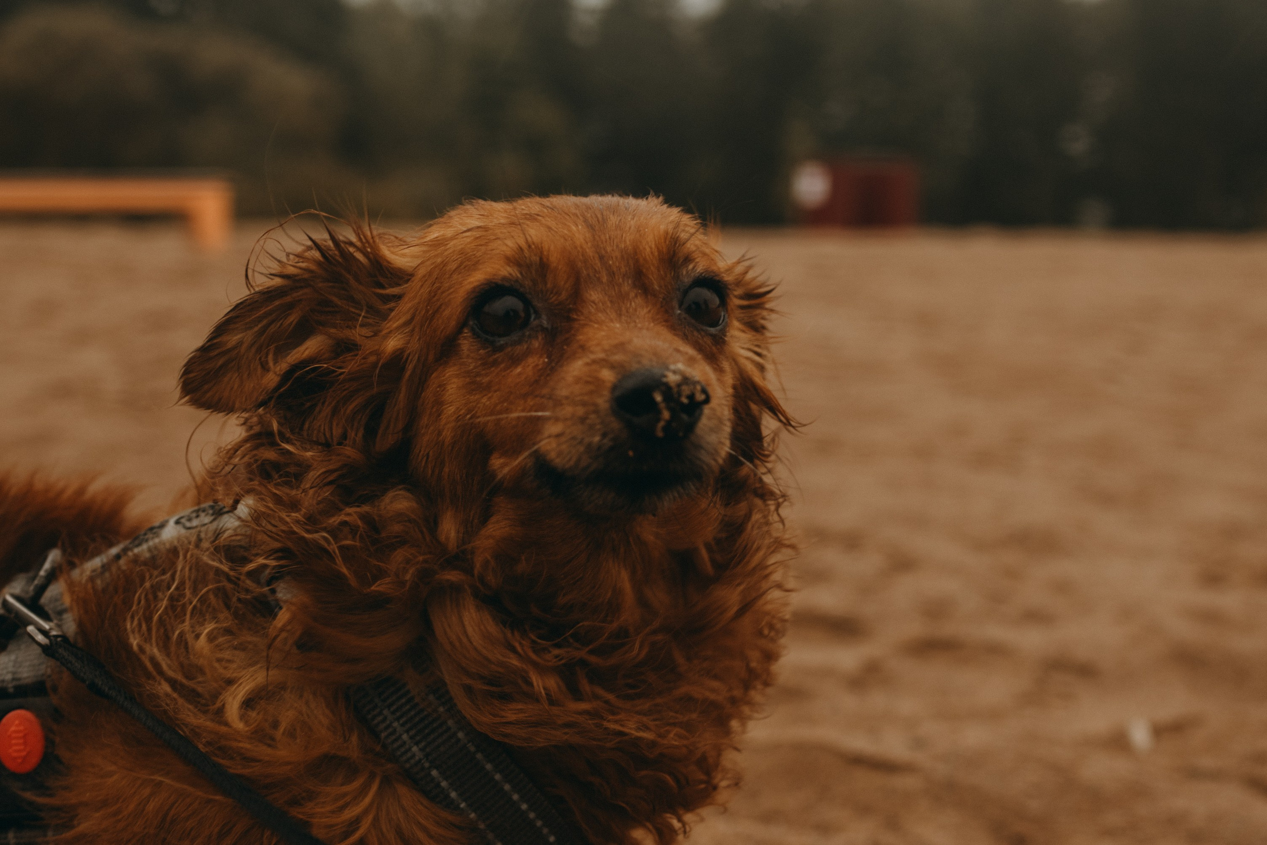 Жу и ее семья. Фотограф — Анималист | Санкт-Петербург