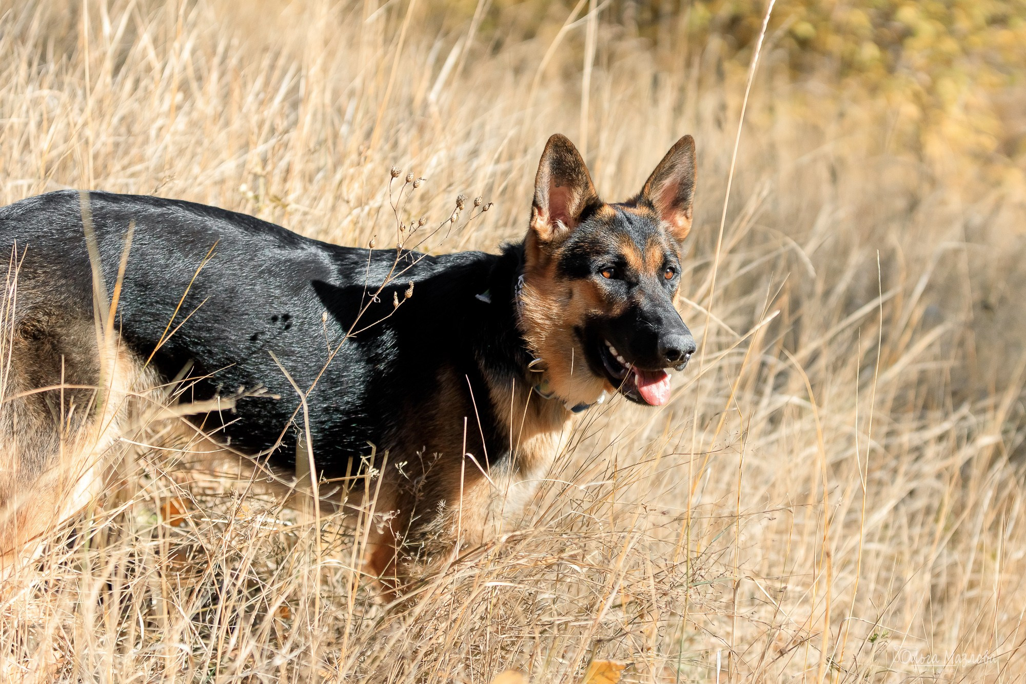 Наталья и Лекса. Фотограф в Саратове Ольга Мазлова