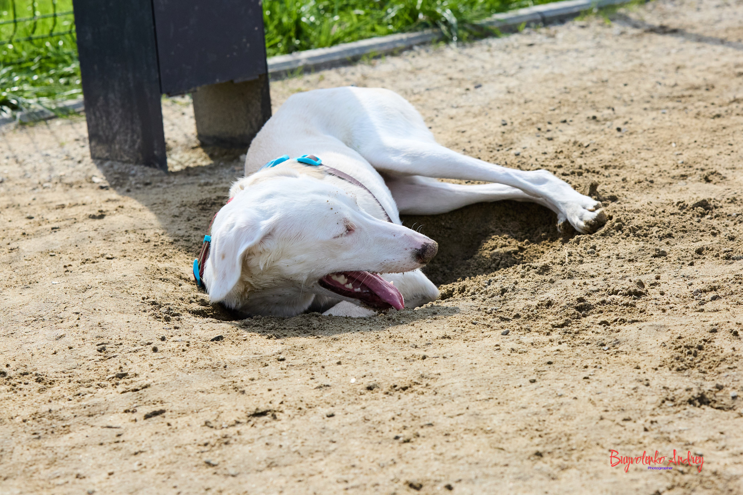 Проект фотопрогулка с хвостиком. Buyvolenko Andrey