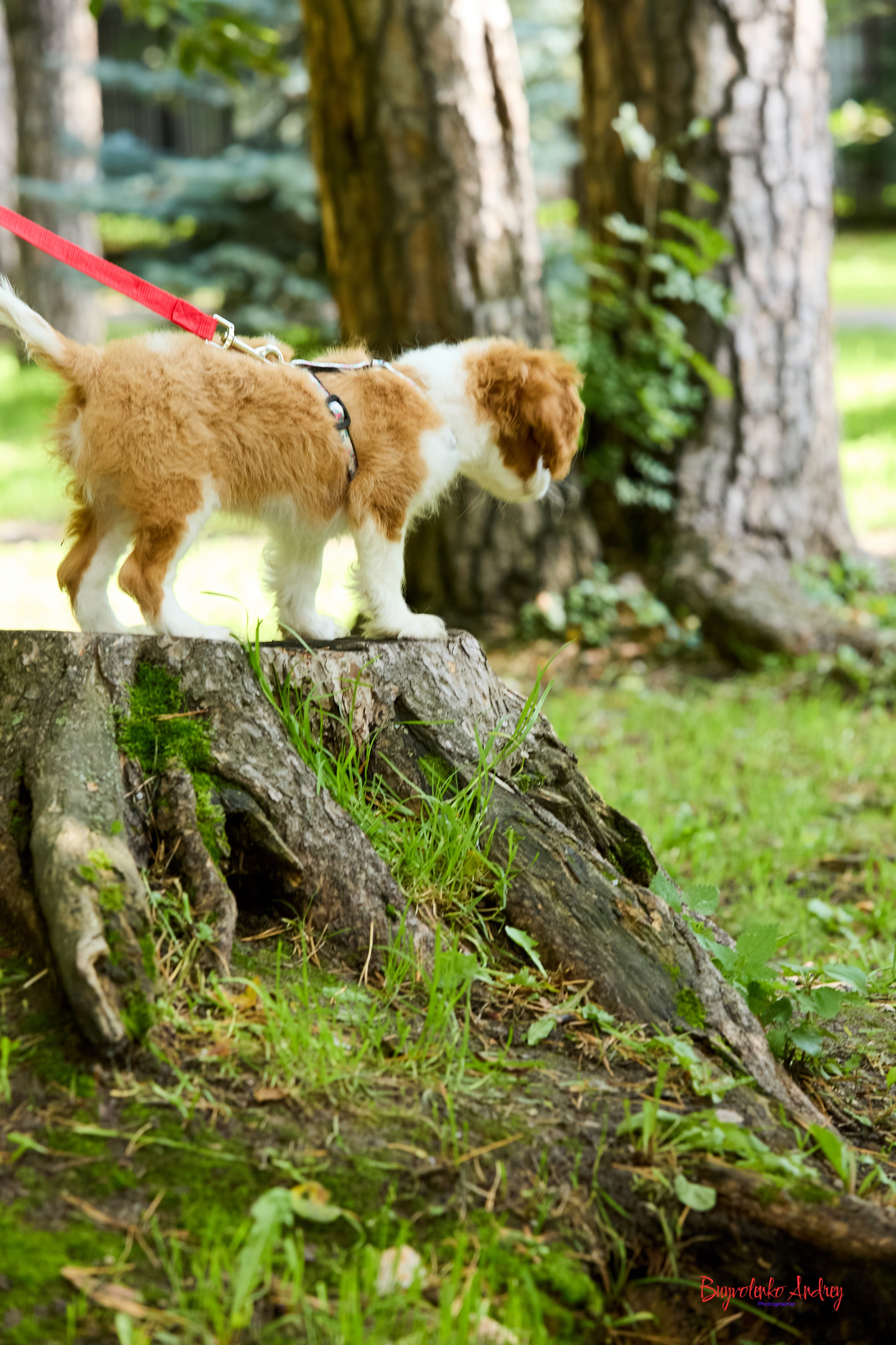 Фотопрогулка с кавалерами. Buyvolenko Andrey