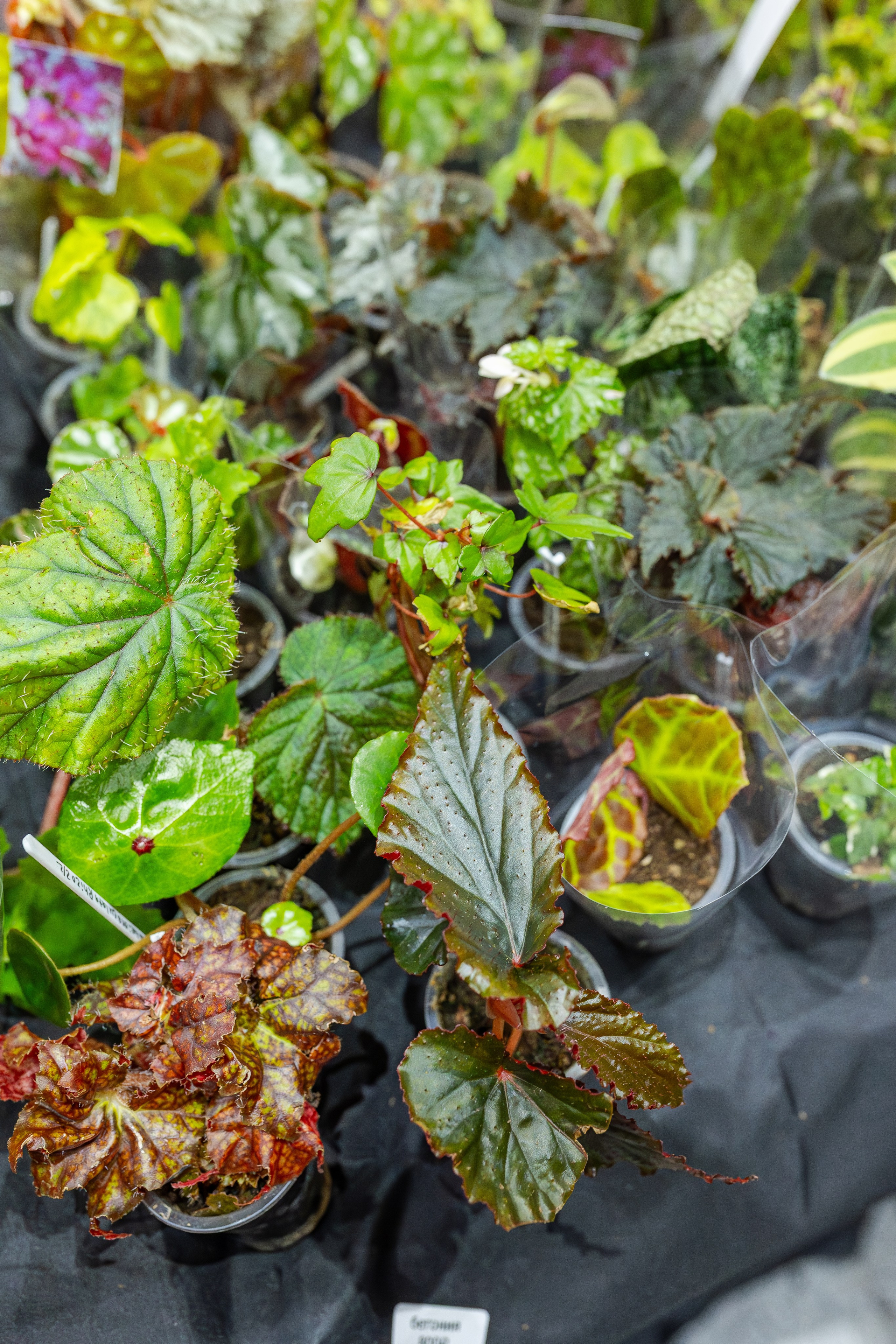 Монстериум апрель 2026. Александра Куликова фотограф, Москва