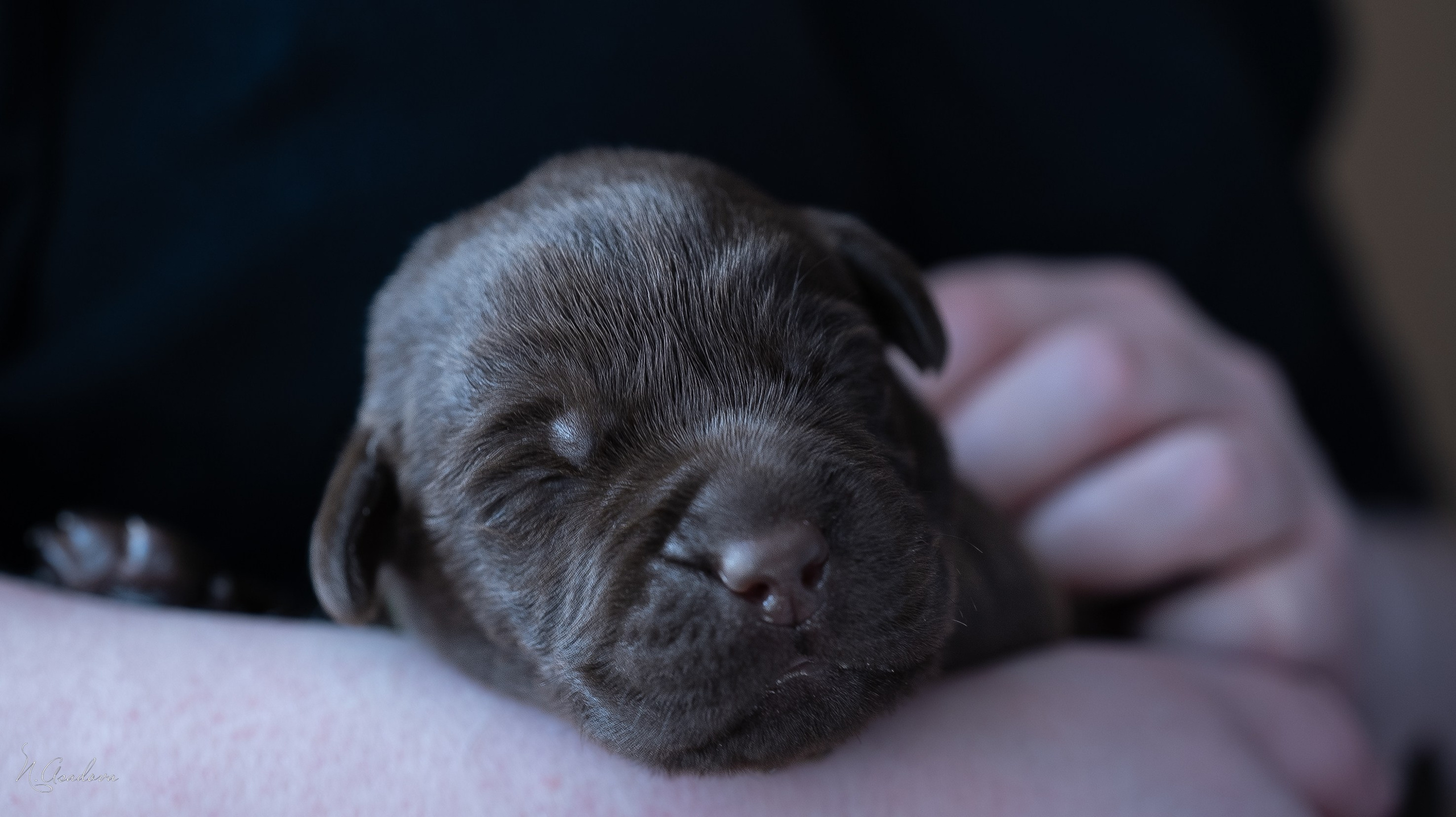 Новорожденные лабрадоры. Фотограф-анималист Асадова