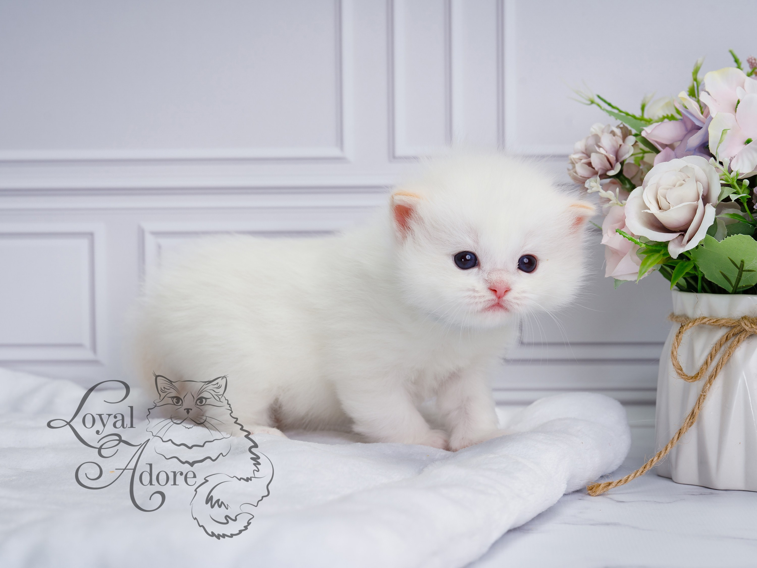 Котята рэгдолл от Loyal Adore. Питомник рэгдолл Loyal Adore