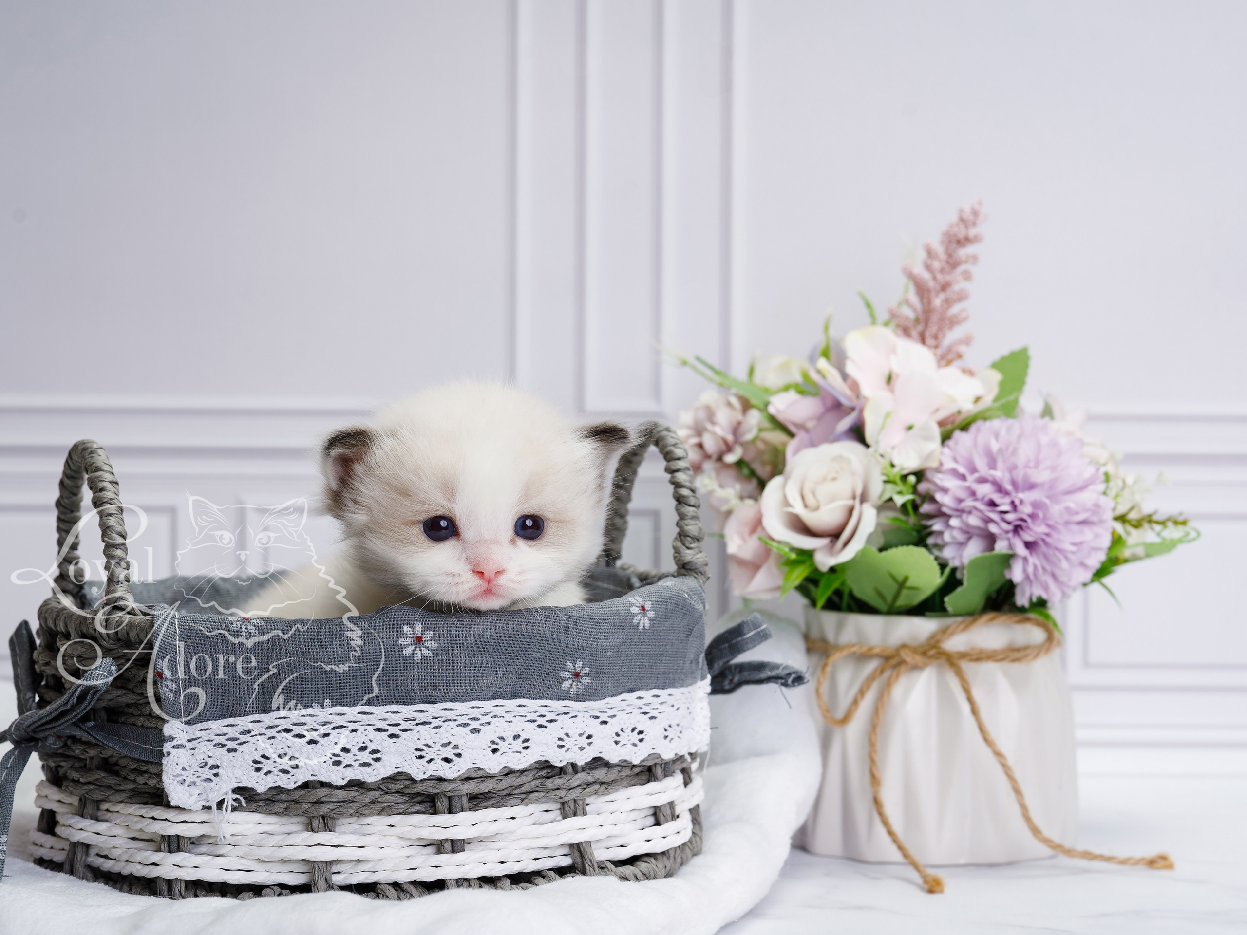 Котята рэгдолл от Loyal Adore. Питомник рэгдолл Loyal Adore