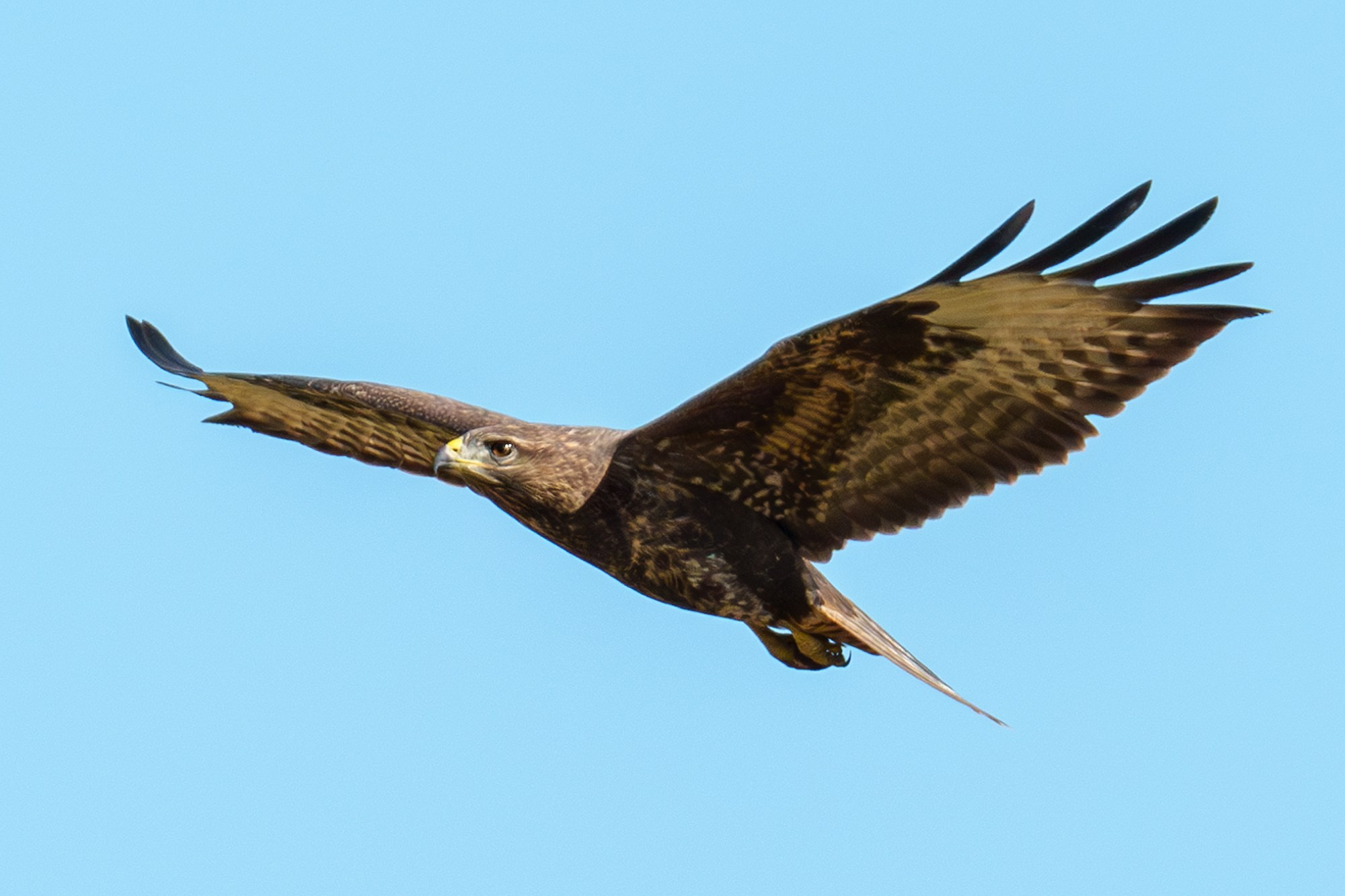 Удивительные мир птиц. Вокруг нас столько прекрасного — присмотритесь!. Ваш личный фотограф Марина Волкова