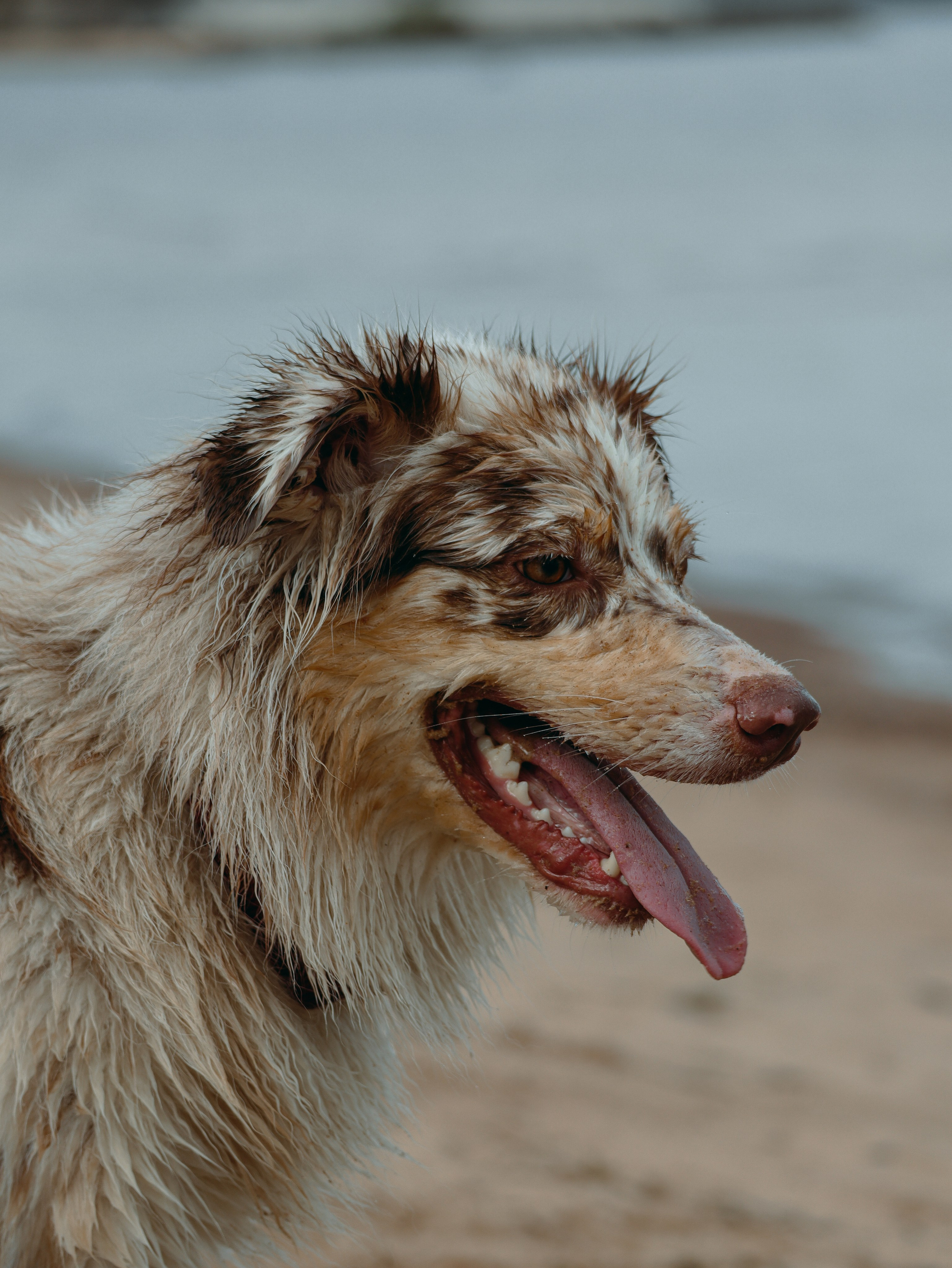 Питомцы. Кинематографичный фотограф, видеограф Лина Плешакова, Санкт-Петербург