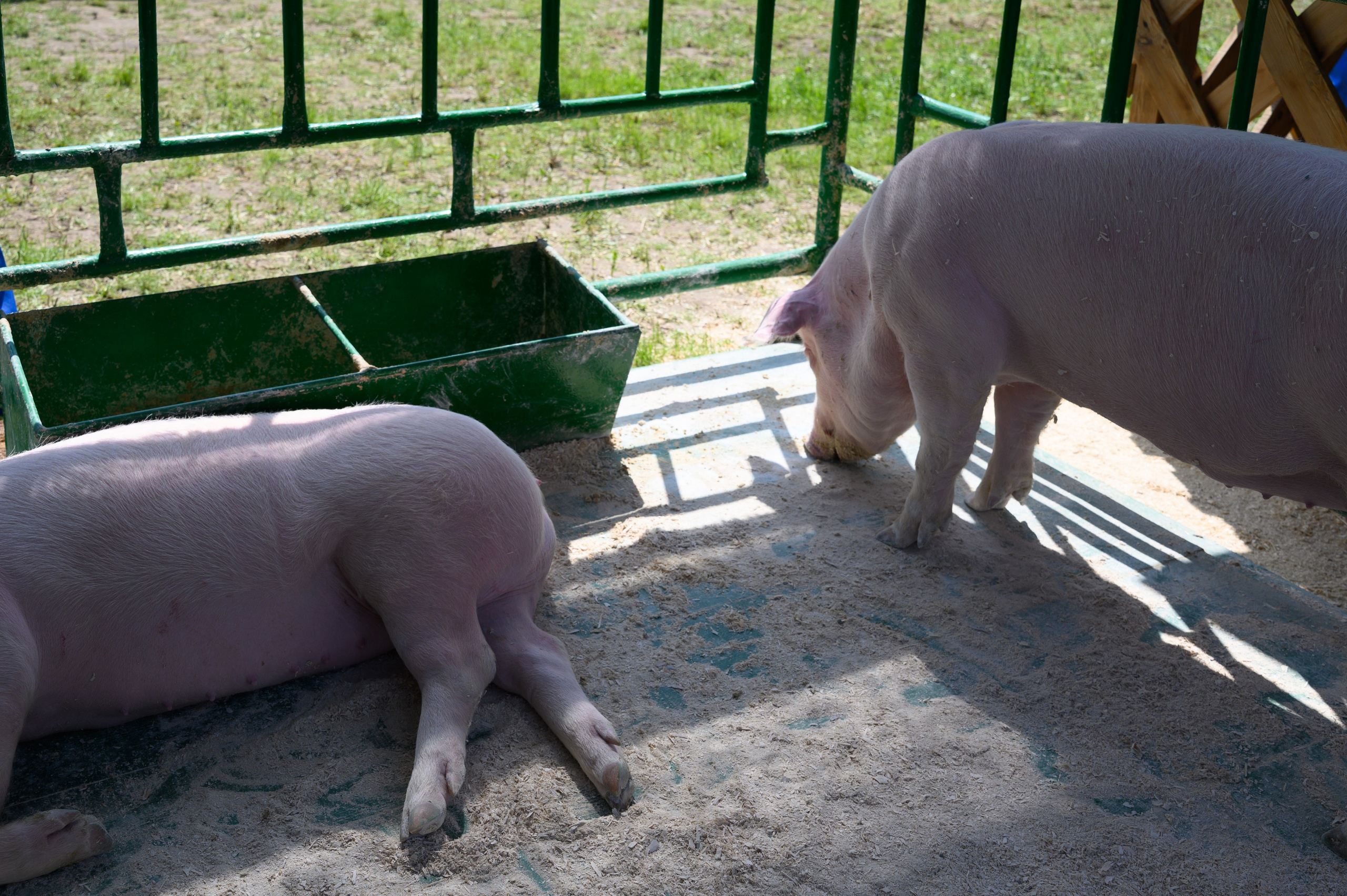 Агровыставка. Фотоуслуги, услуги фотографа, фотографирование важных событий