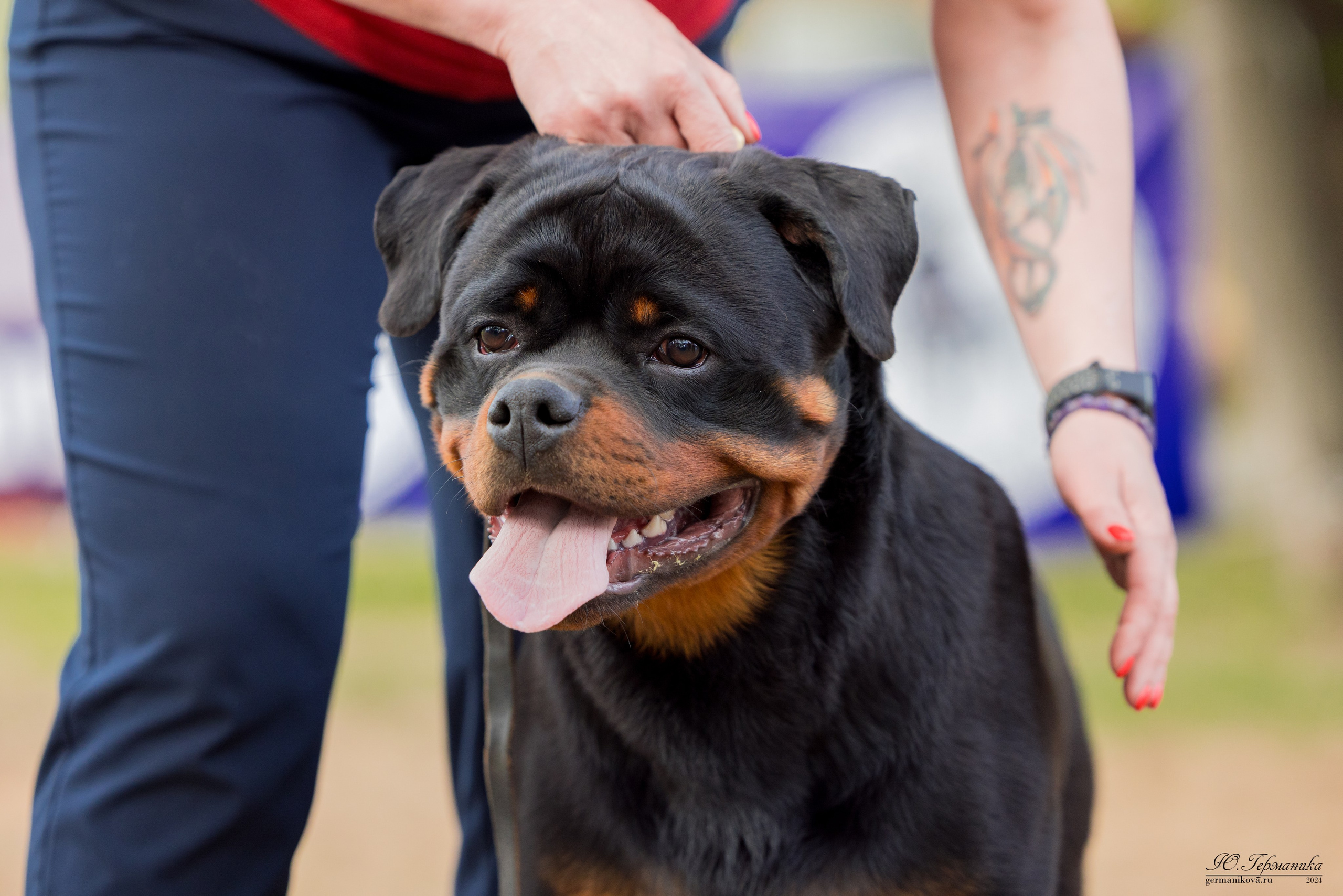 Саратов 2 х моно ротвейлеров 28-29.04.2024. Фотограф-анималист Юлия Германика